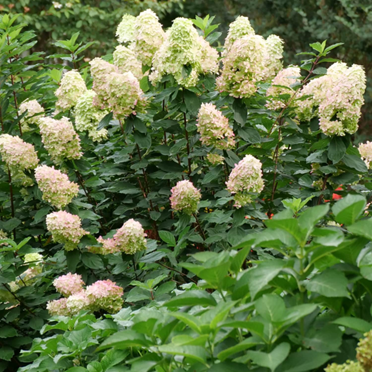 その他 hydrangea0223 Hydrangea Shrubs 3 Gallon, 2-pack | Costco