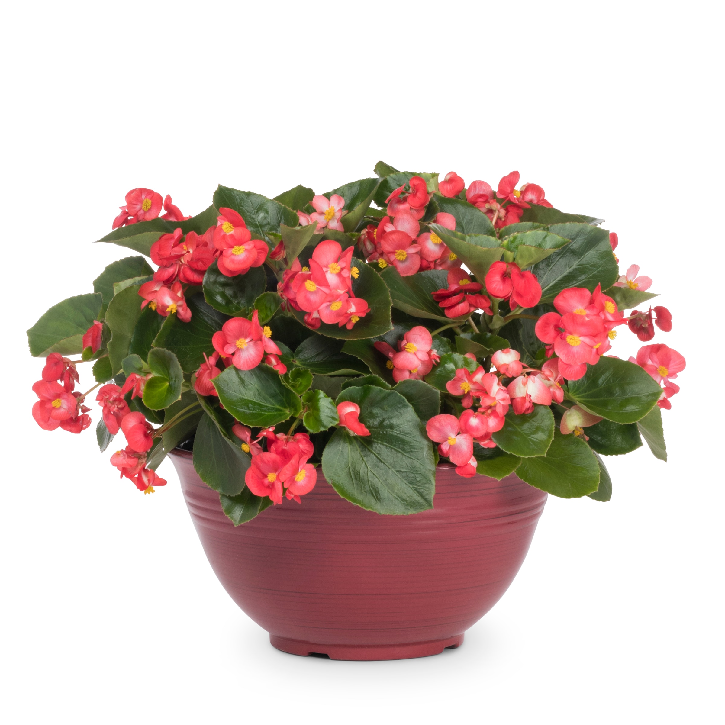 Lowe's Multicolor Begonia in 4-Gallons Planter in the Annuals ...
