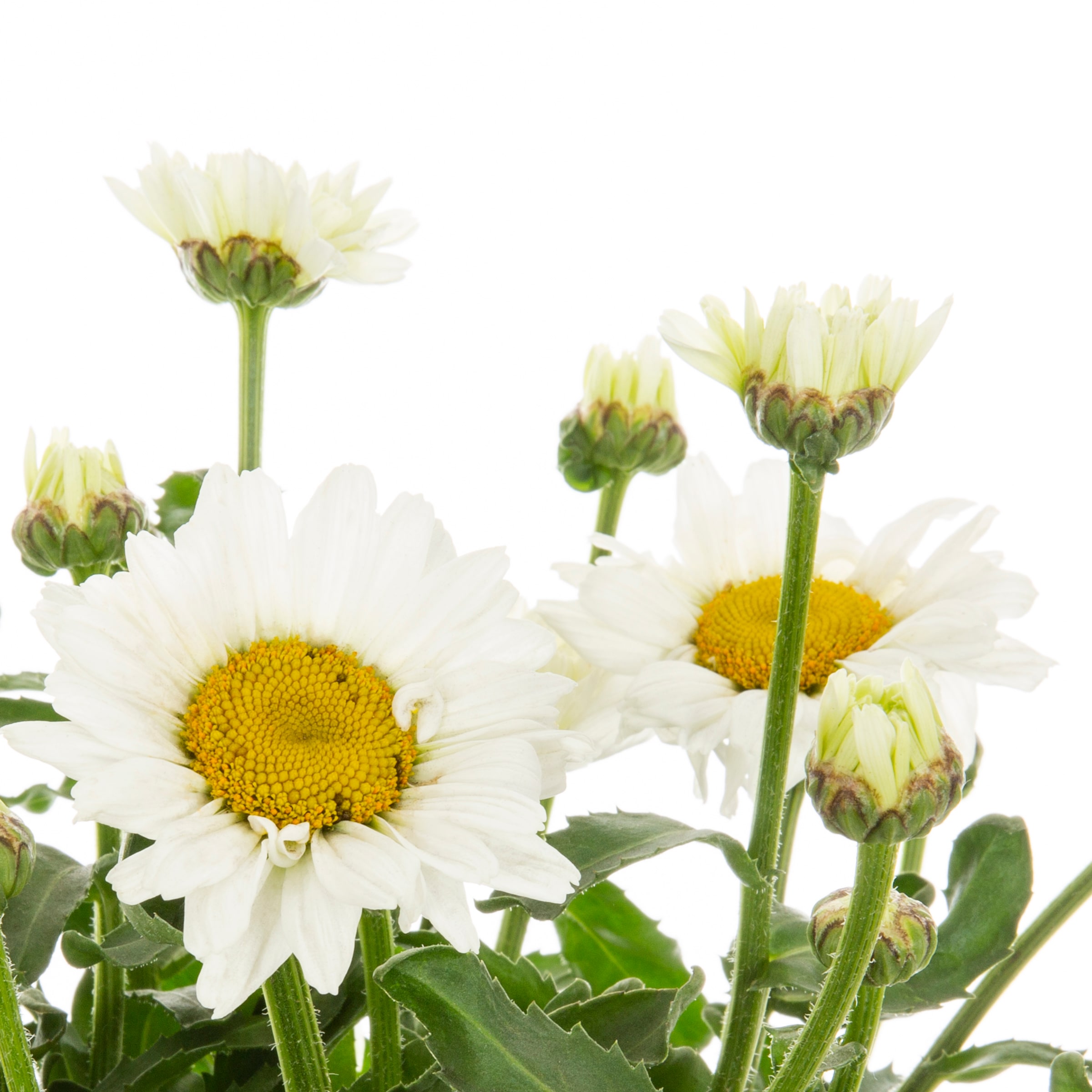 Proven Winner NURSERY perennials - View #2