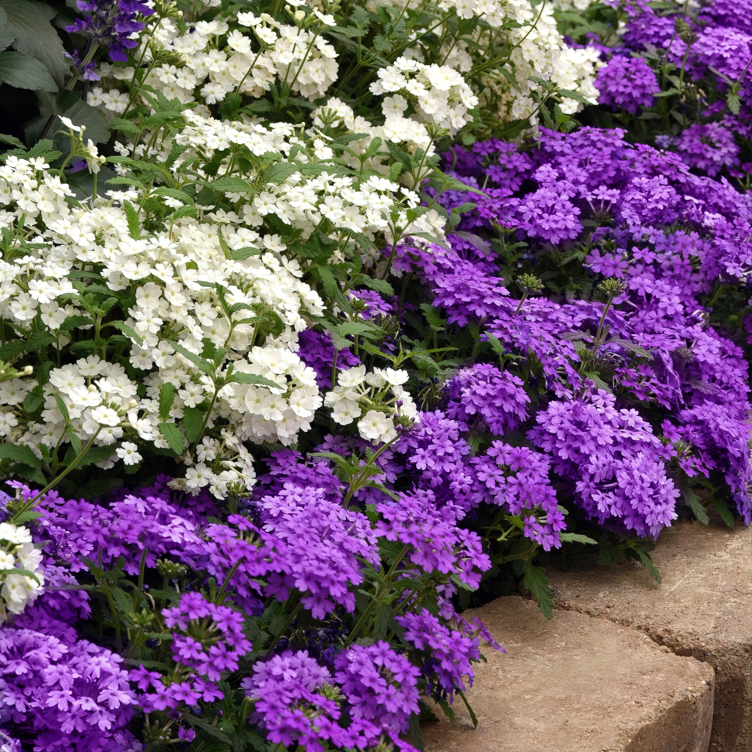 National Plant Network LW2189 annuals - View #4