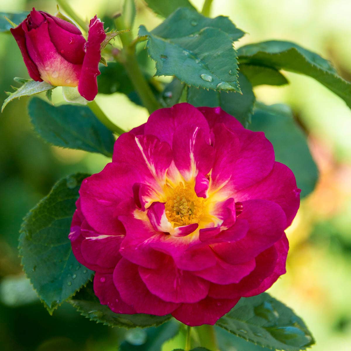 Spring Hill Nurseries 86066 Lavender Flowering Outta the Blue Shrub Rose 1 -Pack 1 -Pack in Bare root