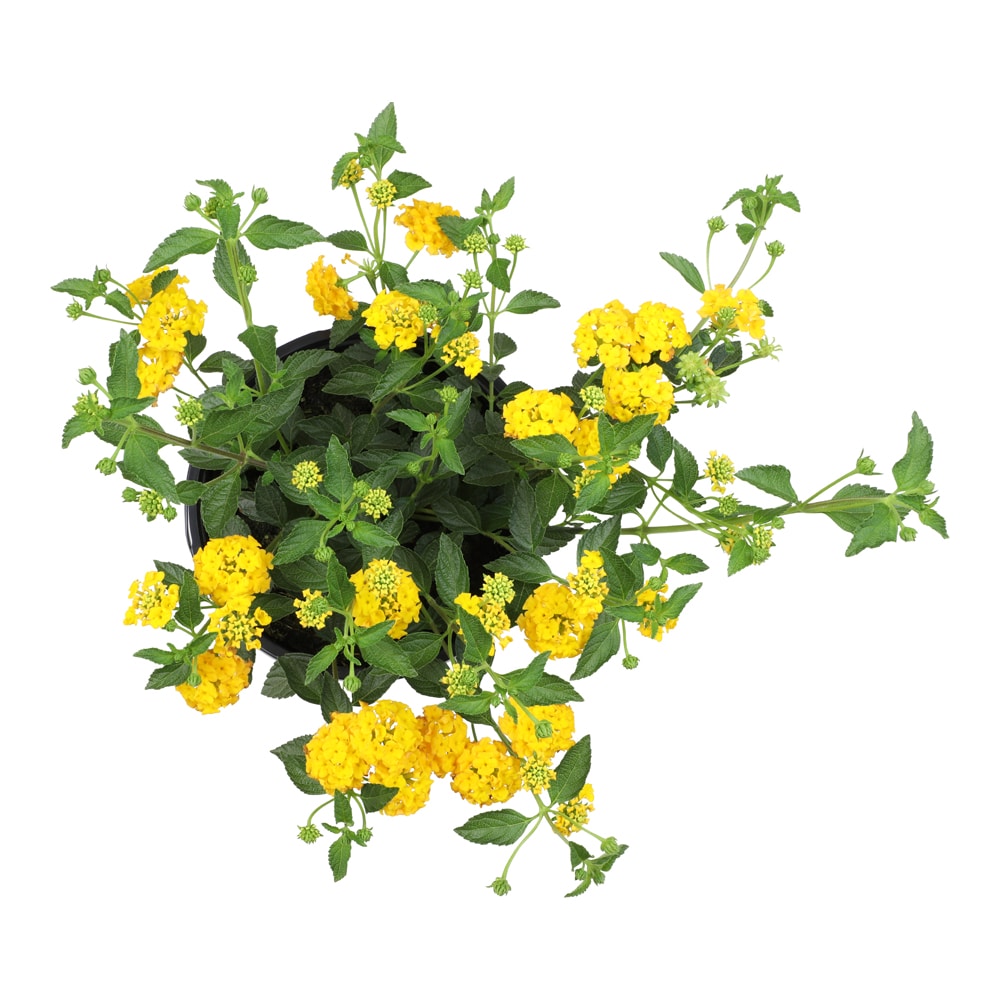 Altman Plants Yellow Lantana in 2.5-Quart Pot 0881267 at Lowes.com