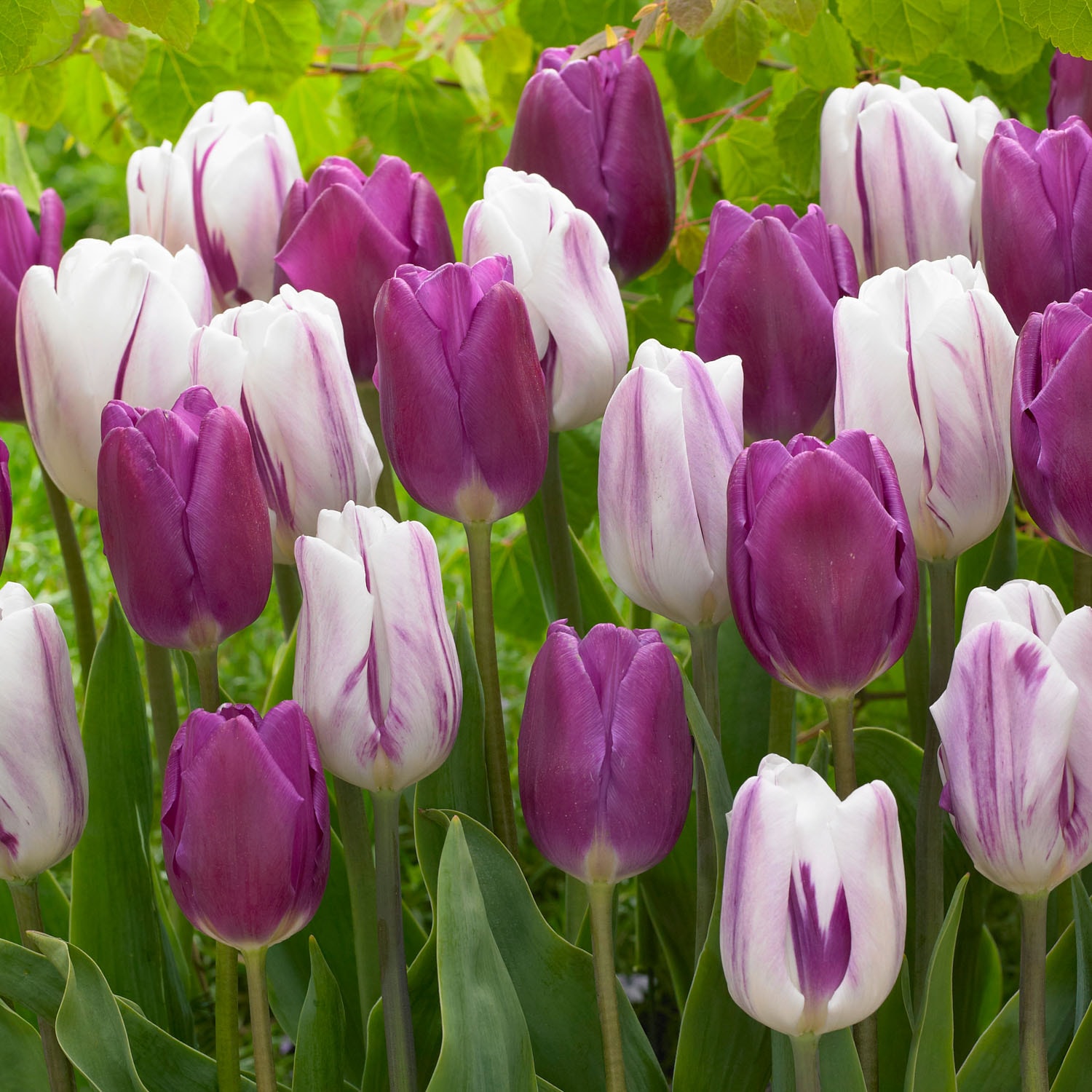 Garden State Bulb ECF-132-100-04 Purple Purple Reflection Mixed Triumph Tulip Bulbs 100 Count