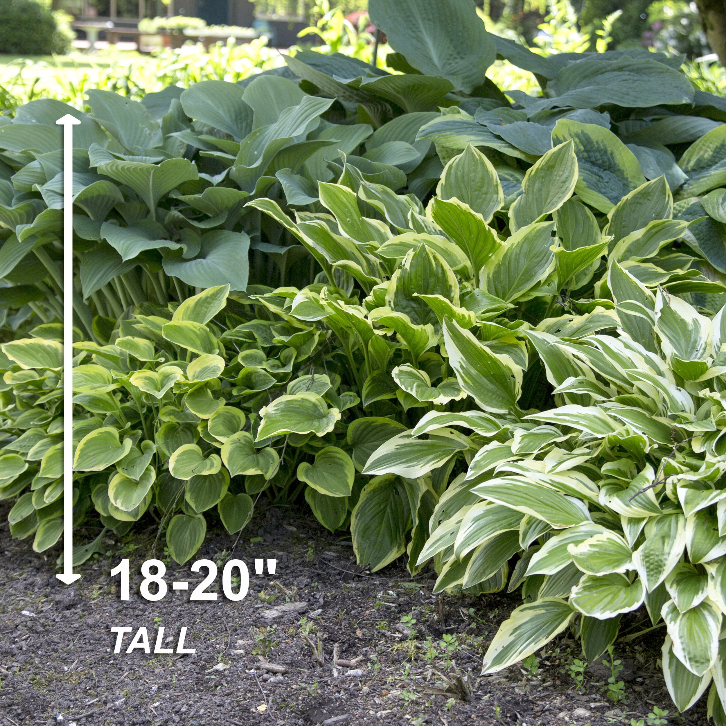 Garden State Bulb ECS-76-12-02 Plant-Bulbs - View #5