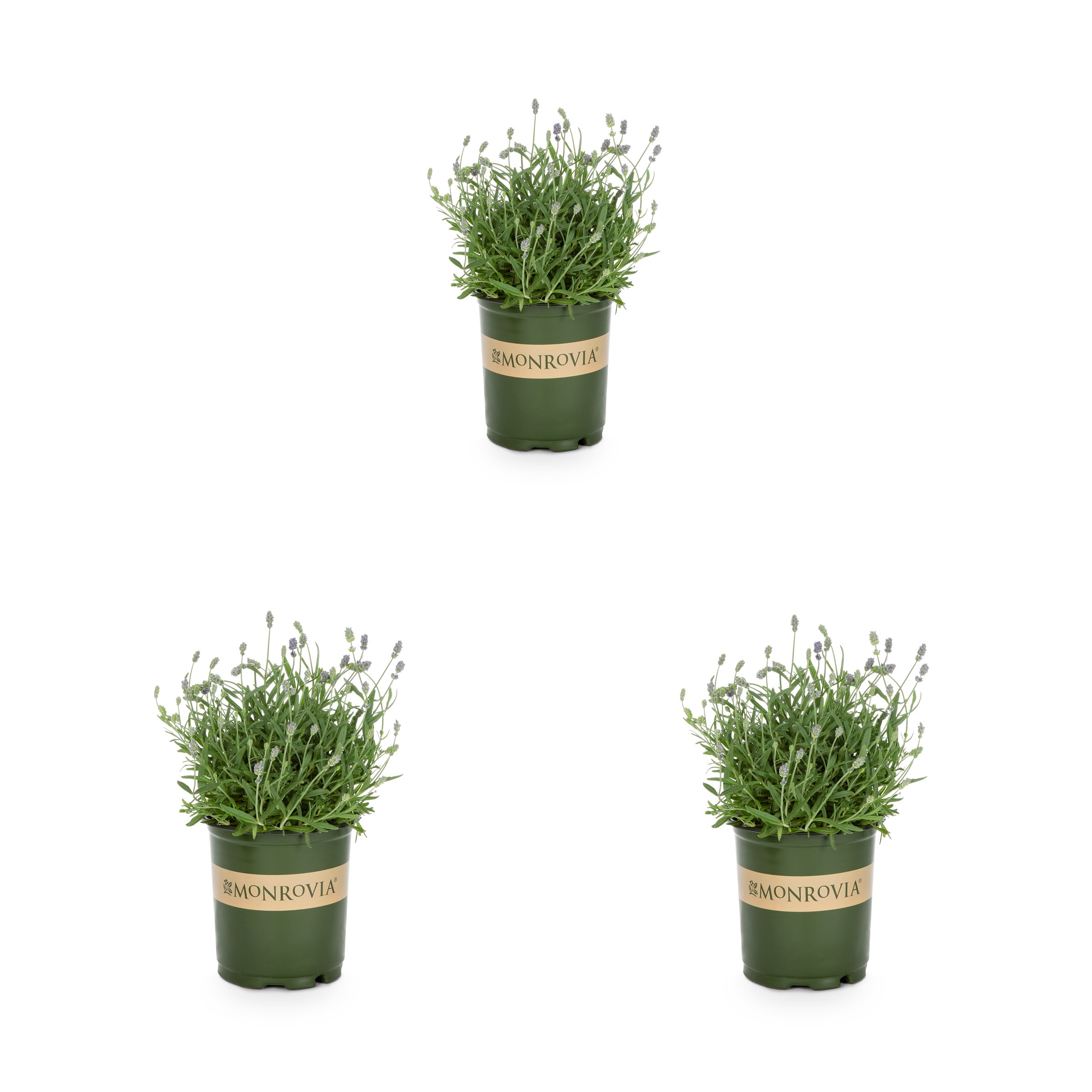 Monrovia 78656 Blue Lavender Plant in 2 -Quart Pot 3.0 -Pack