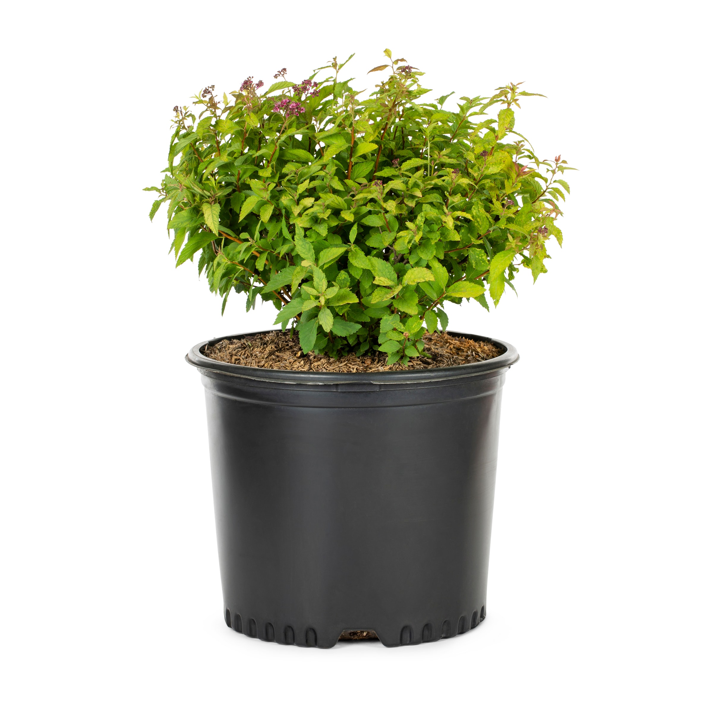 Lowe's Anthony Waterer Spirea Shrub in 2.25 in the Shrubs department at ...