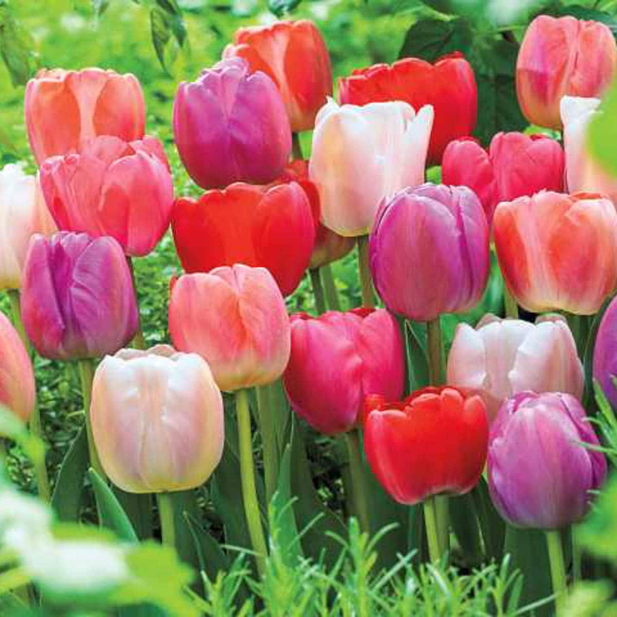 Breck's 91897 Plant-Bulbs - View #2
