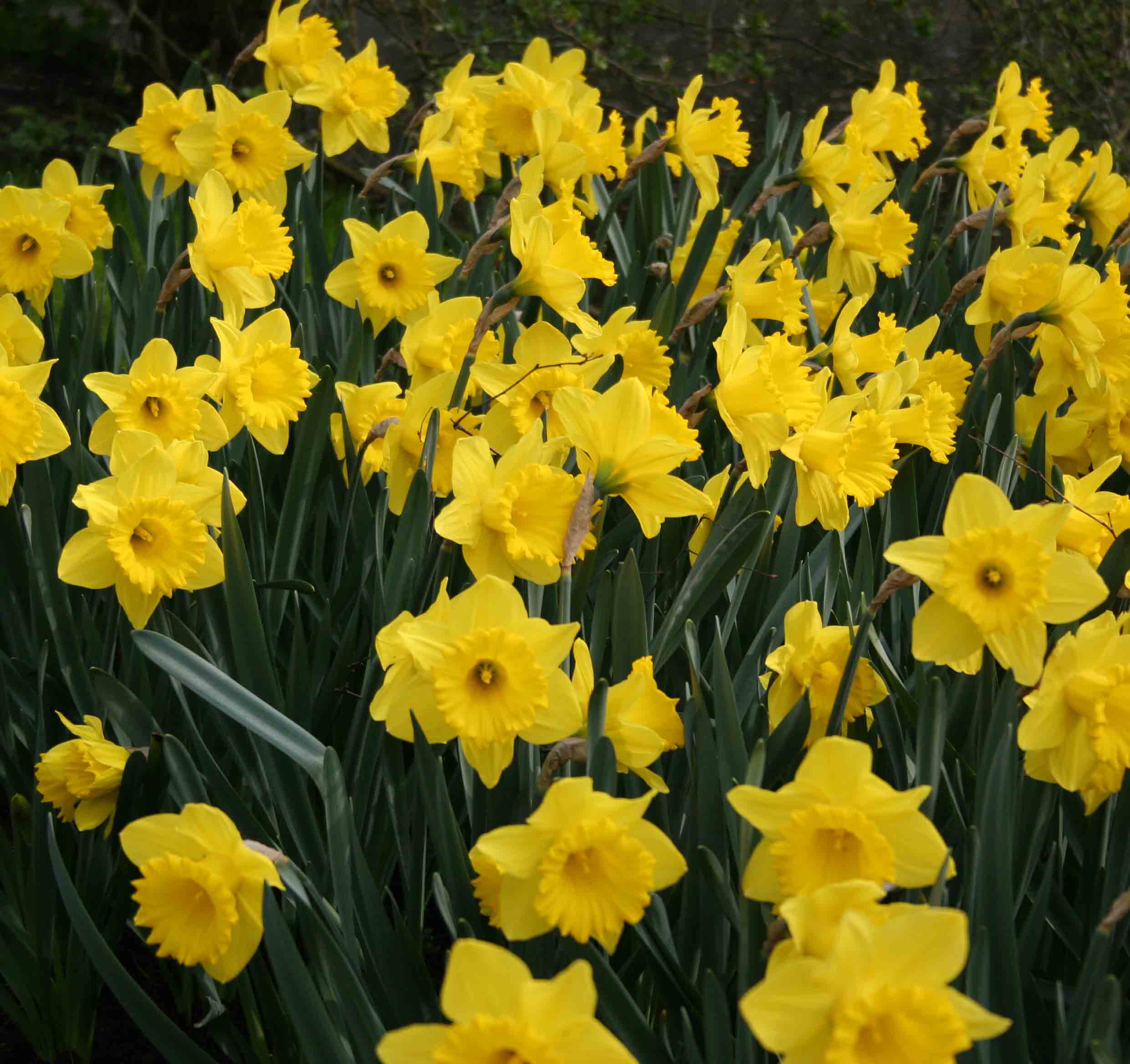  20.23622 Yellow Dutch Master Daffodil Bulbs