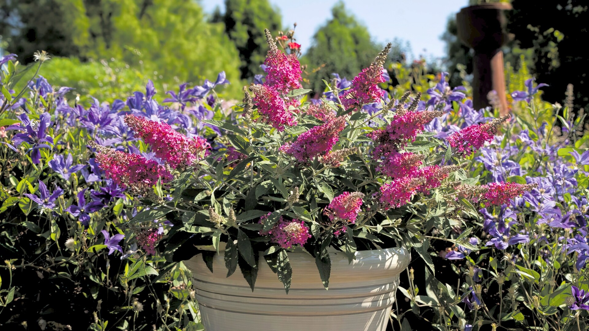 National Plant Network LW1525 shrubs - View #6
