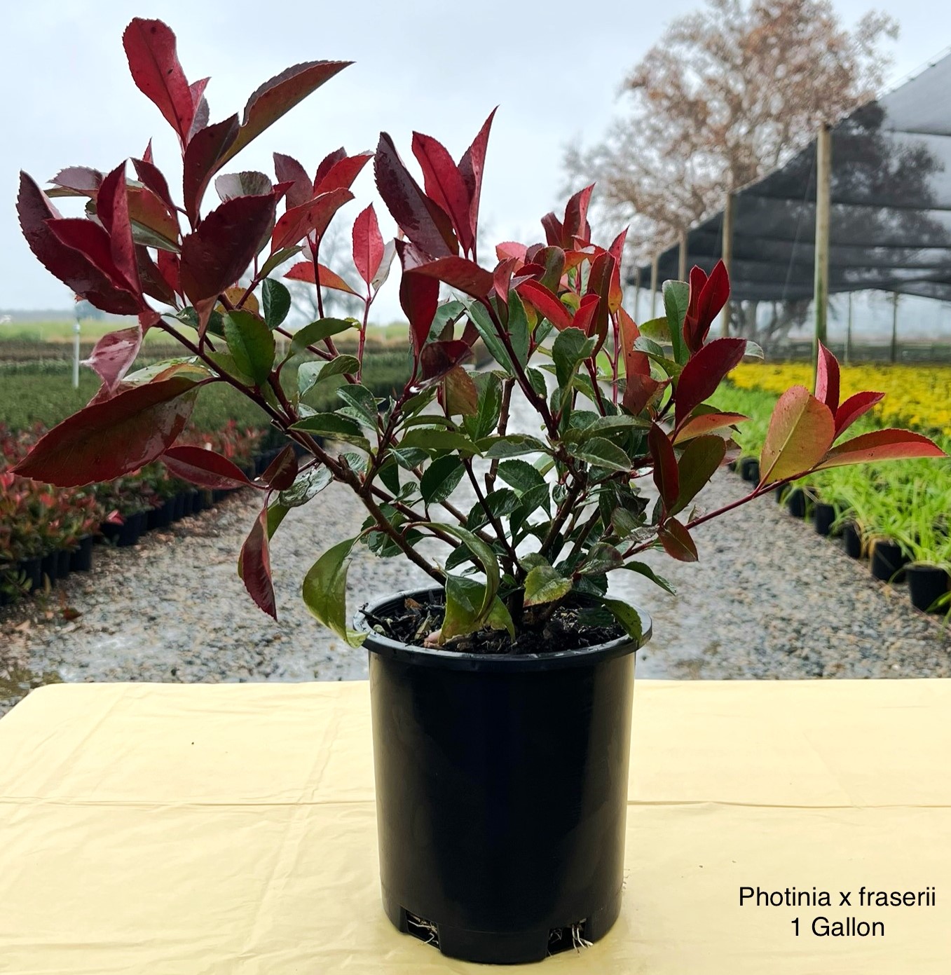  O582401 shrubs - View #3