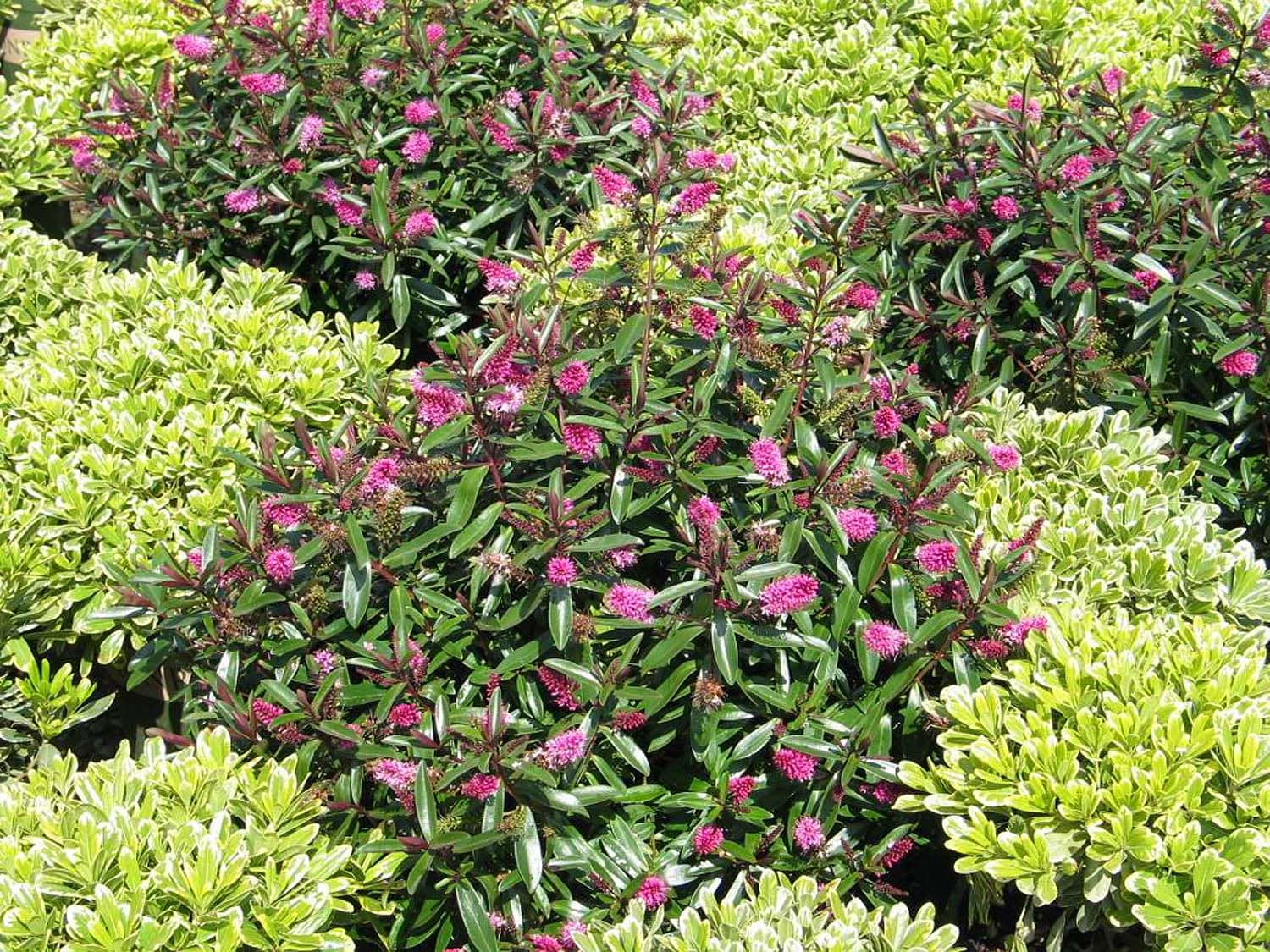 Monrovia 017591 shrubs - View #3