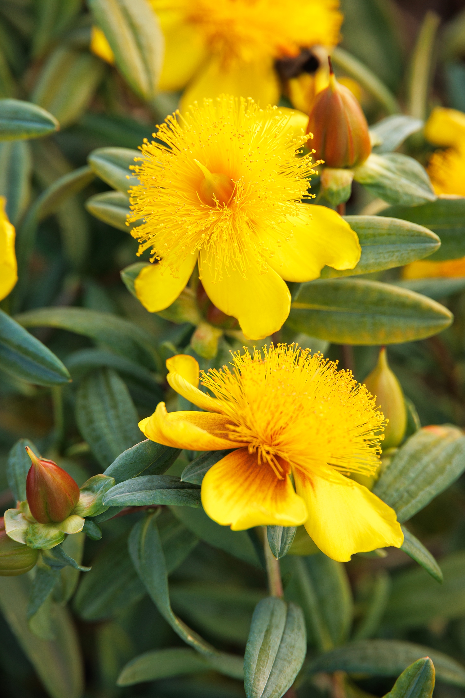 Monrovia 042132 Sunburst St. John's Wort Flowering Shrub in 1.73 -Gallon Pot 1 -Pack with Yellow Blooms