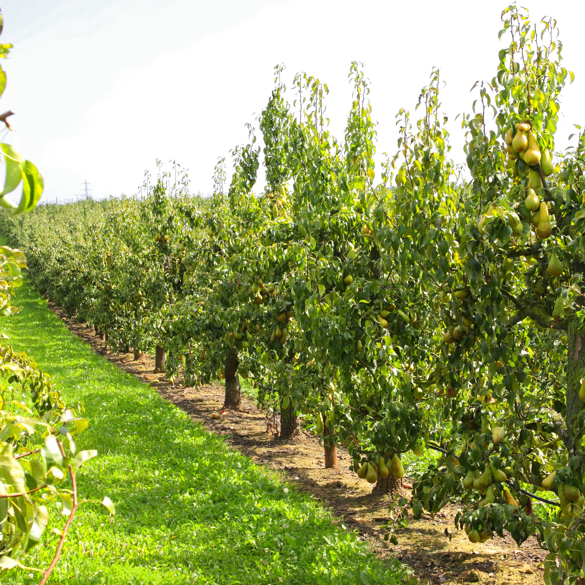 Perfect Plants LOKIEFFERPEAR3G trees - View #4