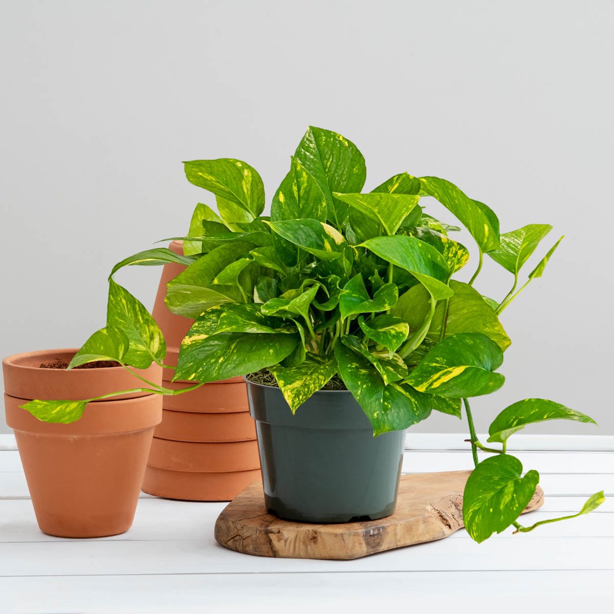Spring Hill Nurseries 75283 Variegated Pothos Tropical Houseplant House Plant in 4-in Pot