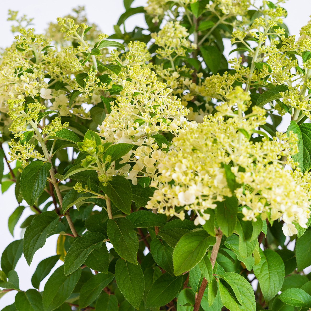 Perfect Plants White Bobo Hydrangea Flowering Shrub in 3Gallon Pot in