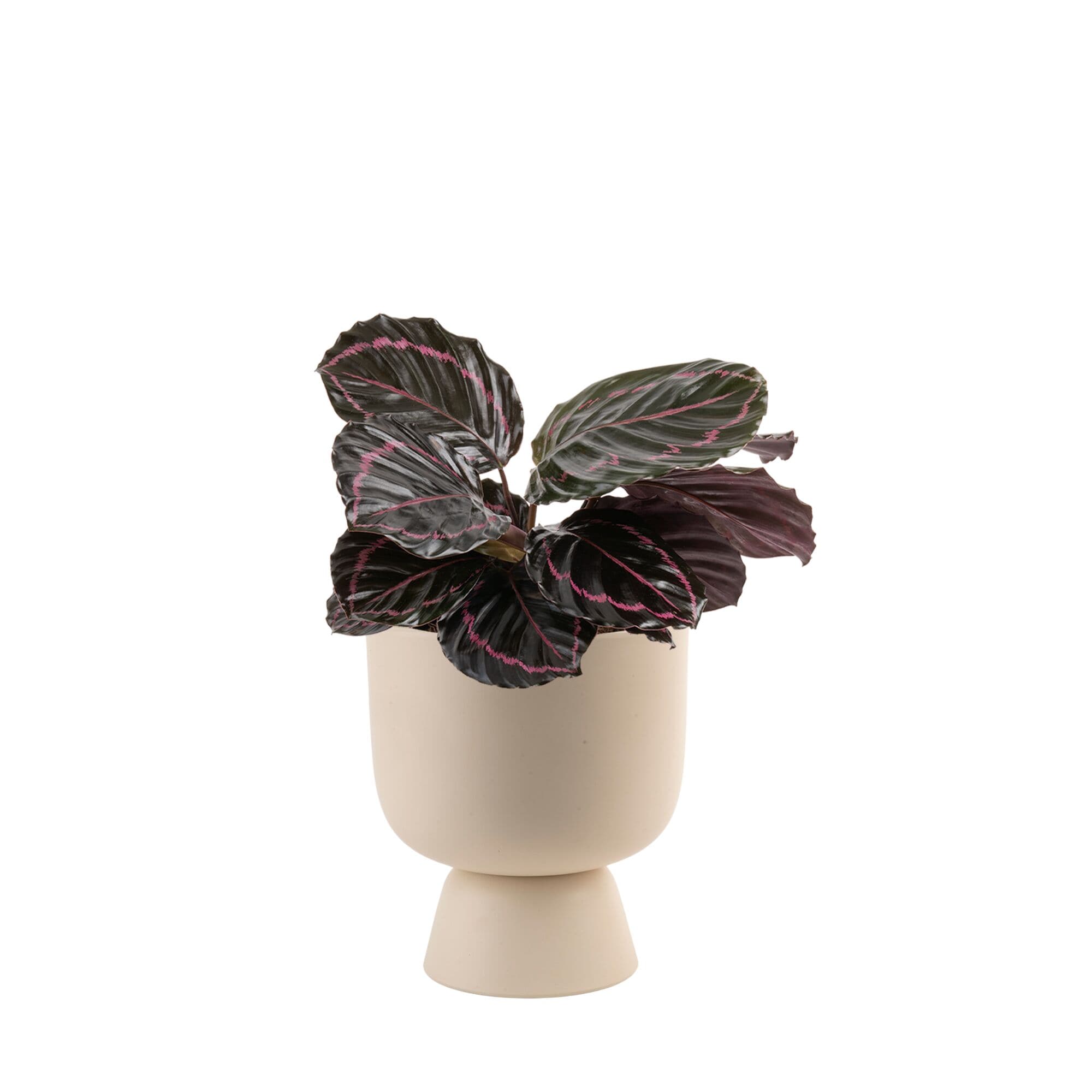 Costa Farms M-CDV-P-WHT-01-LW Calathea "Dottie" House plant in 6 Inch(es) Planter 1.0 -Pack