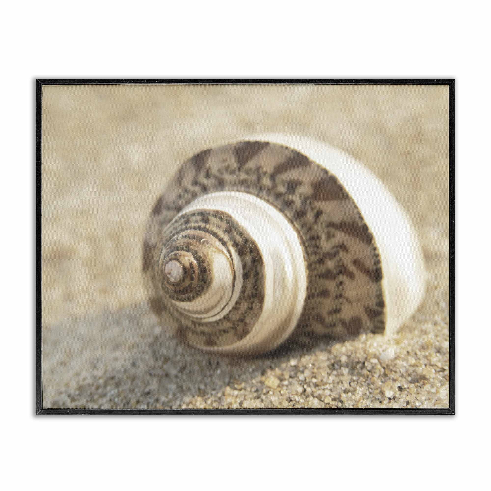 Stupell Industries BS-151-FR-11X14 Neutral Tone Seashell Framed Giclee design by Dora Rotondella