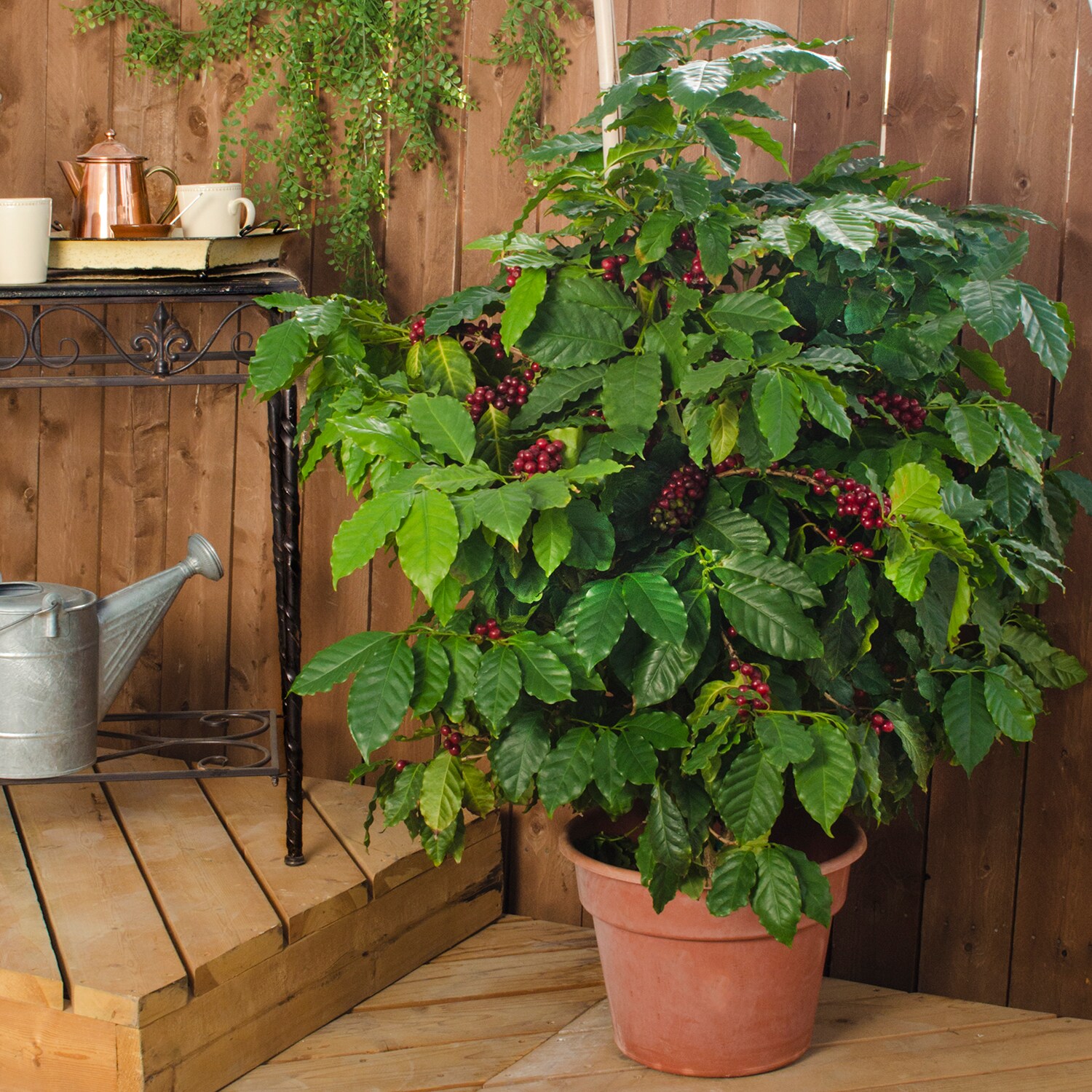 Direct Gardening 97877 trees - View #2