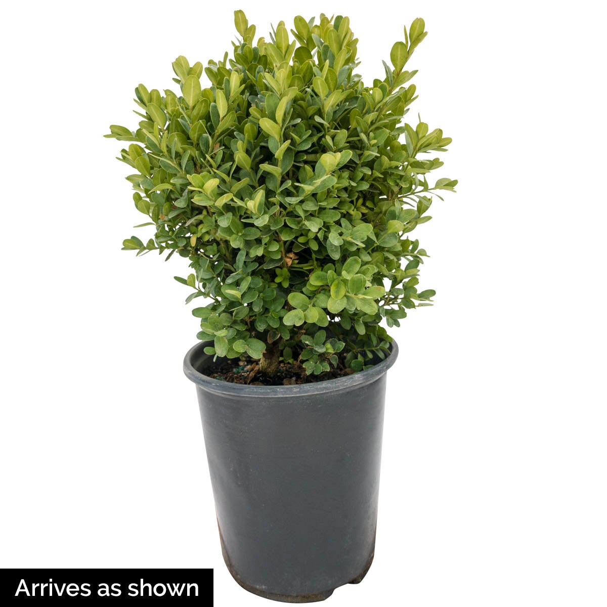 Spring Hill Nurseries 79019 shrubs - View #4