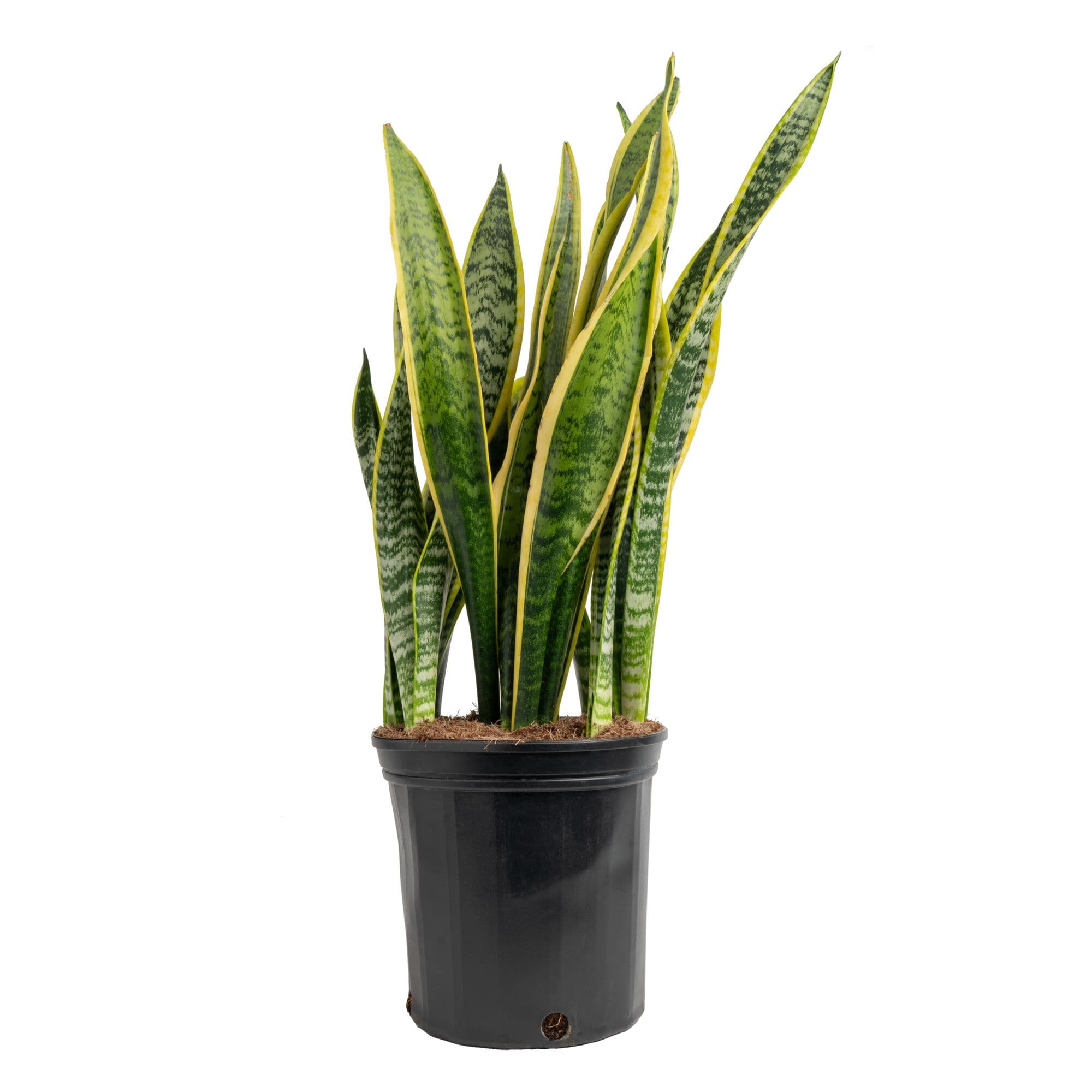 Costa Farms CO.SZ10.1.GP Grower's Choice Sansevieria Snake plant House plant in 10 Inch(es) Pot 1.0 -Pack