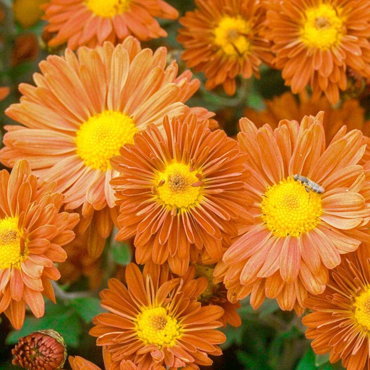 Spring Hill Nurseries 89028 Bronze Bronze Daisy Mammoth Mum Plant in 1 -Pack Bareroot 1.0 -Pack