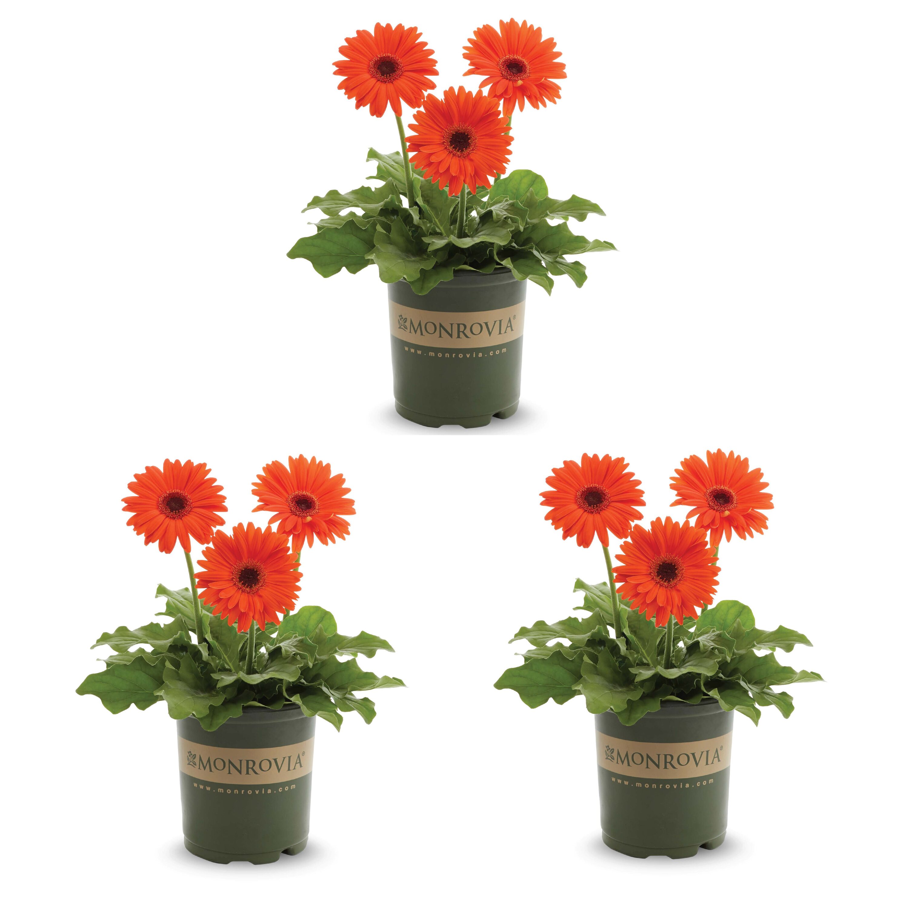 Monrovia 79162 Orange Gerbera daisy in 2 Quart(s) Pot 3 -Pack