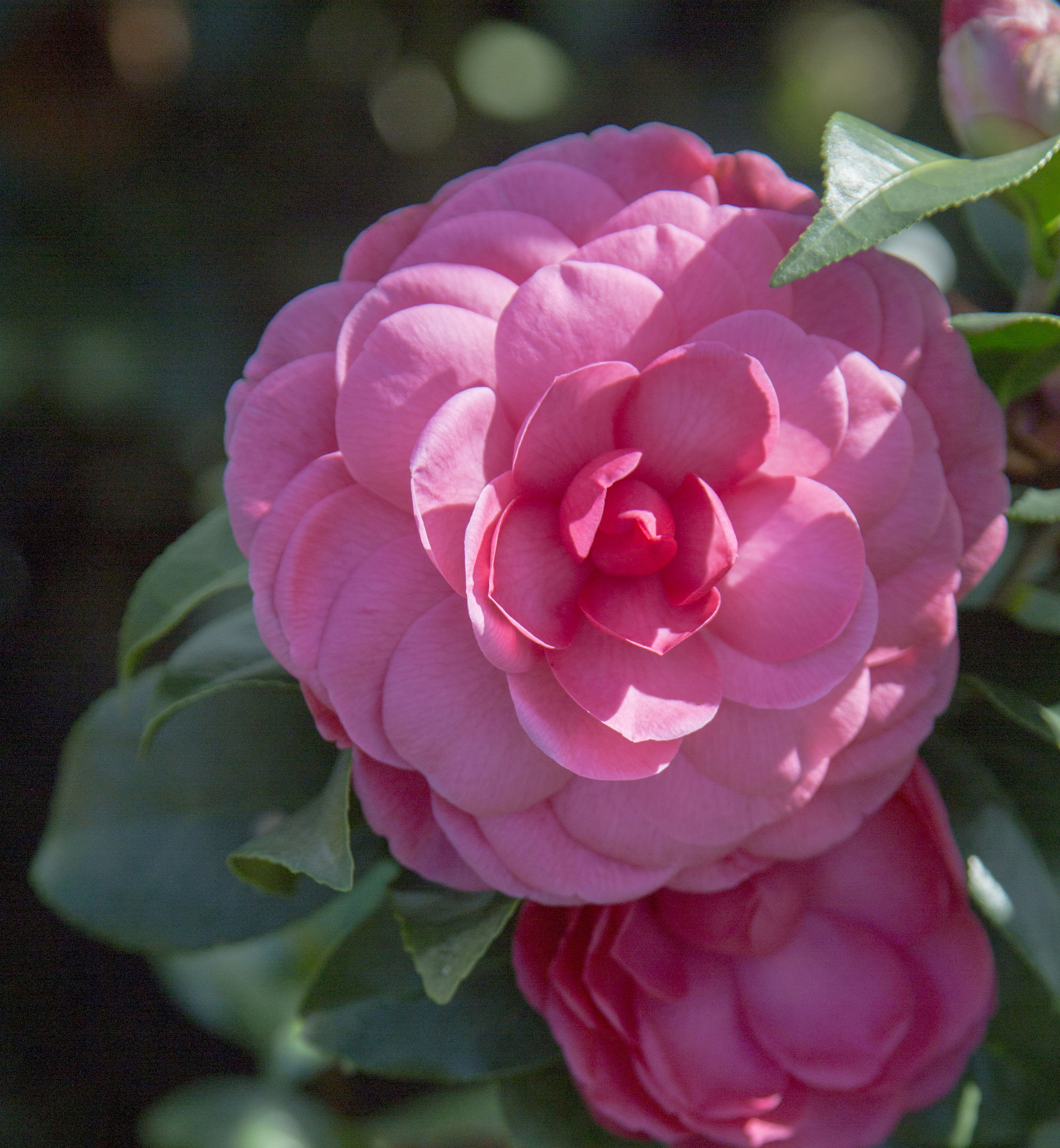 Lowe's Pink Early Wonder Camellia Flowering Shrub in 2-Gallon (s) Pot