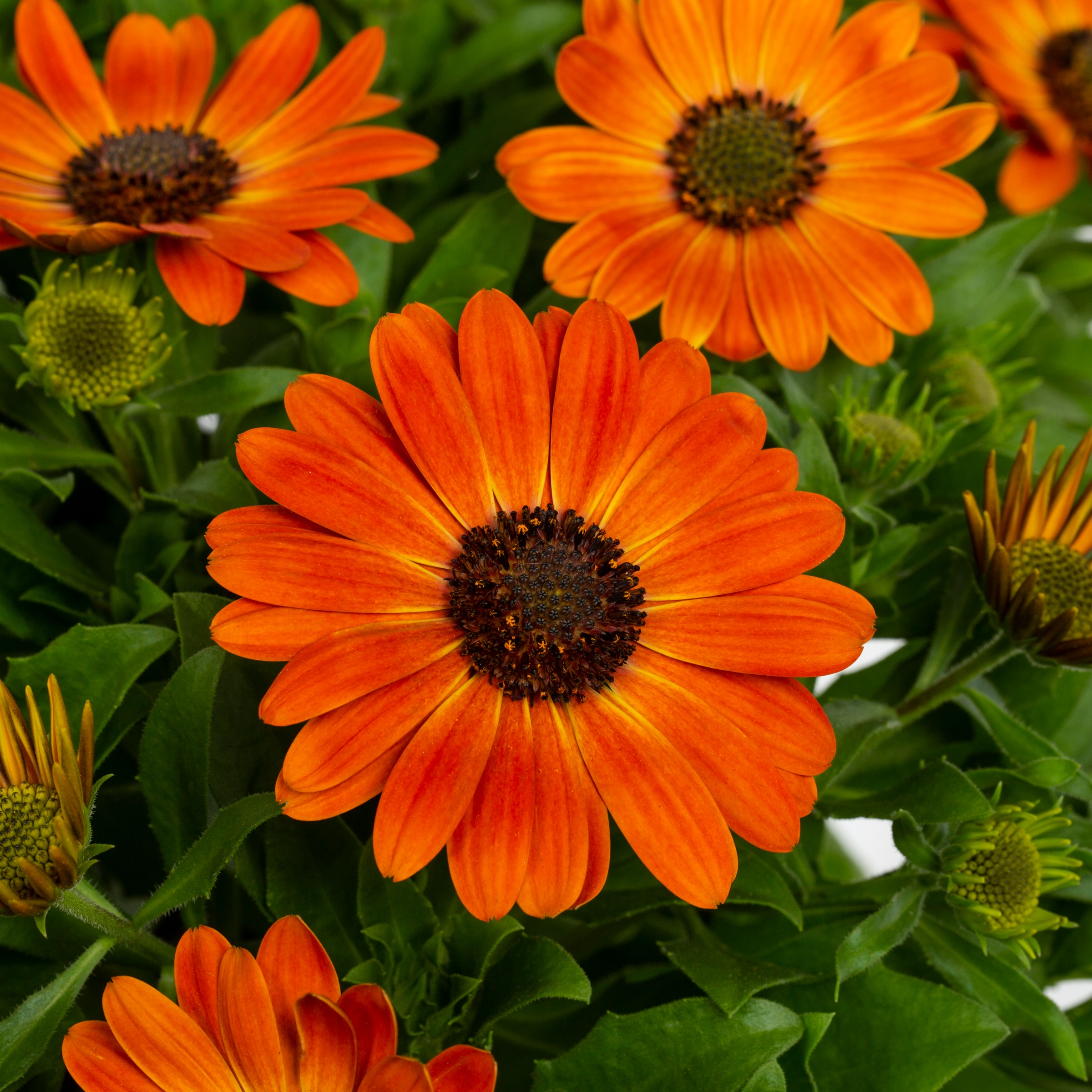 Lowe's Multicolor African Daisy in 1.75-Gallon Planter in the Annuals ...