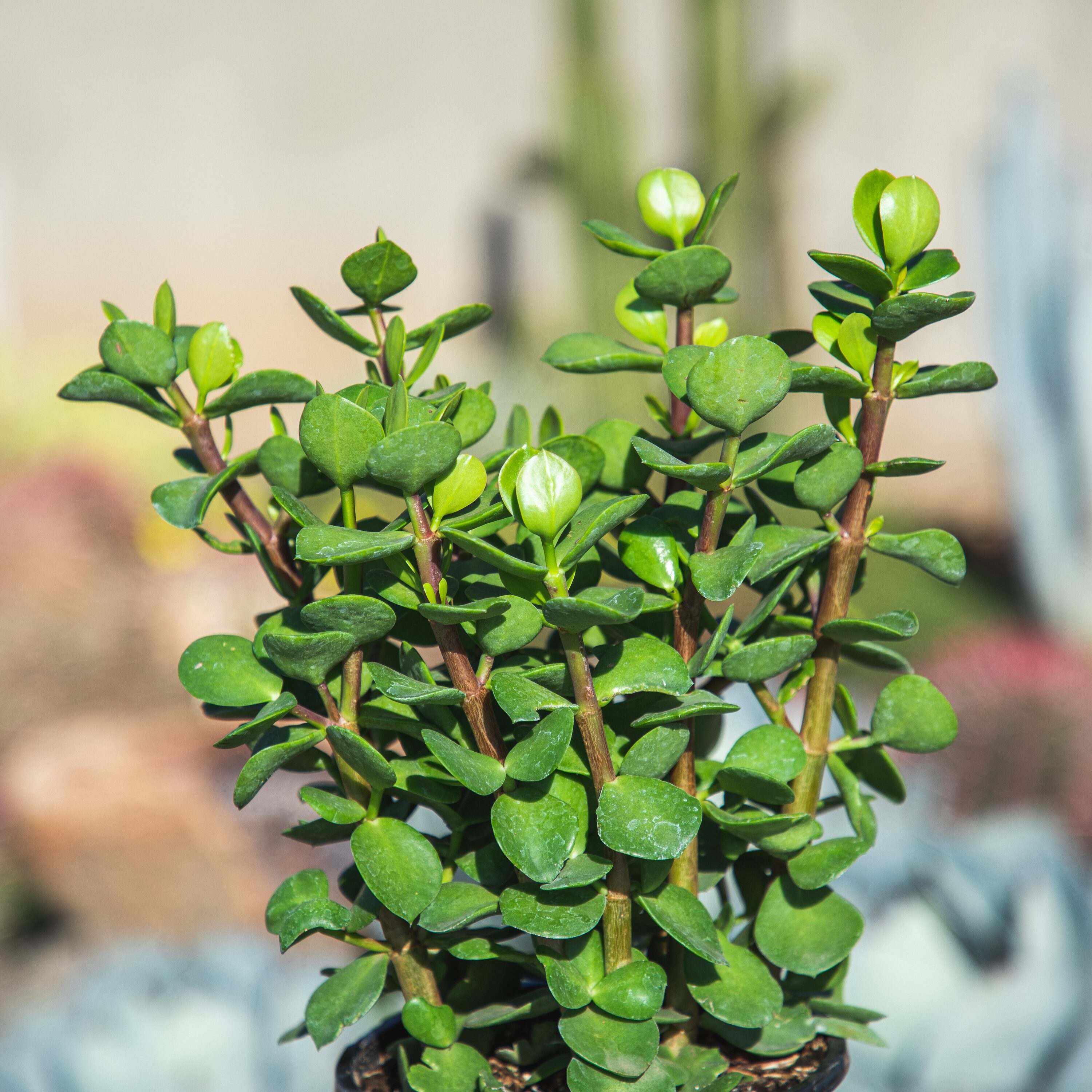 Altman Plants Elephant Bush In 1 Gallon Pot In The Succulents Department At Lowes Com