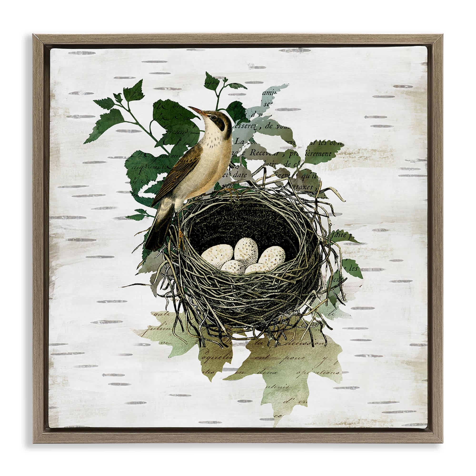 Stupell Industries BS-210-FFE-17X17 Vintage Bird Nest and Flora Brown Framed Floater Canvas Wall Art By Susan Arnot 18 x 18