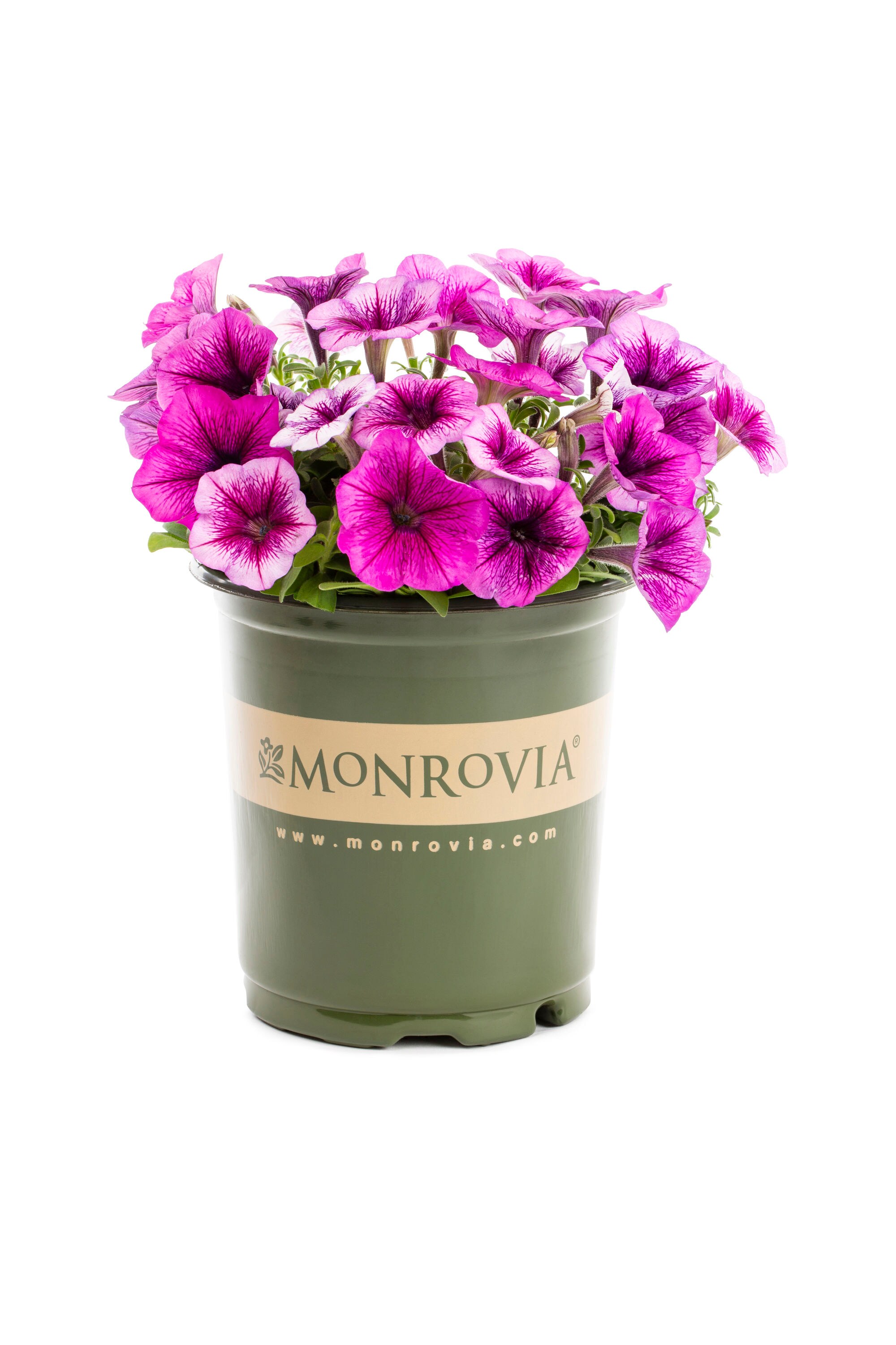 Monrovia 5002 annuals - View #5
