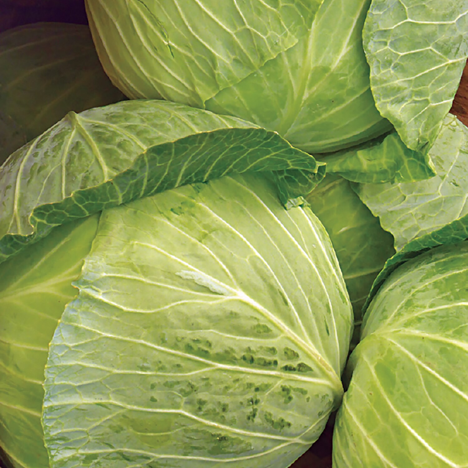 Ferry-Morse LC25.4144 Vegetable-Herb-Seeds - View #3