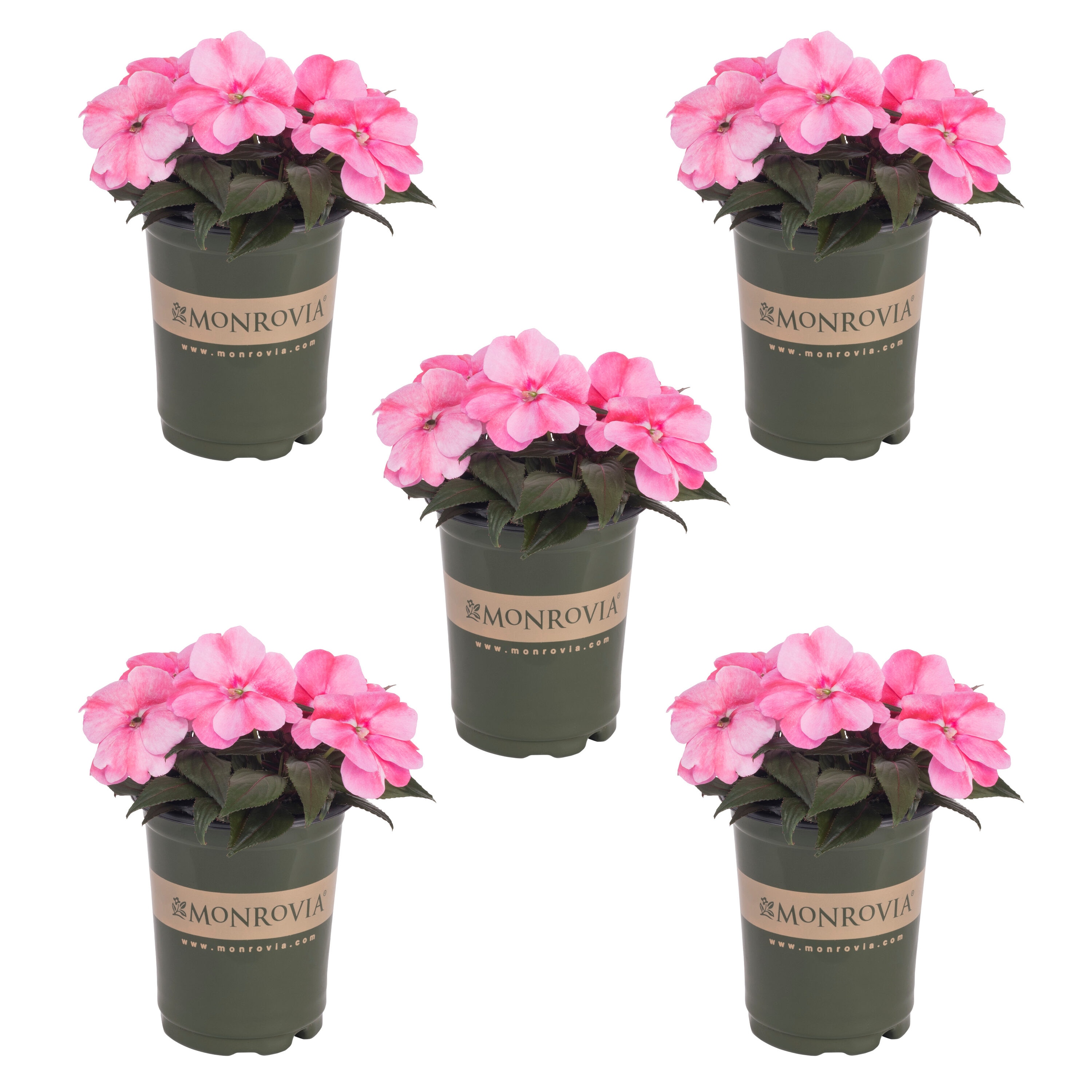 Monrovia Pink New Guinea Impatiens in 1-Quart Pot 4-Pack at Lowes.com