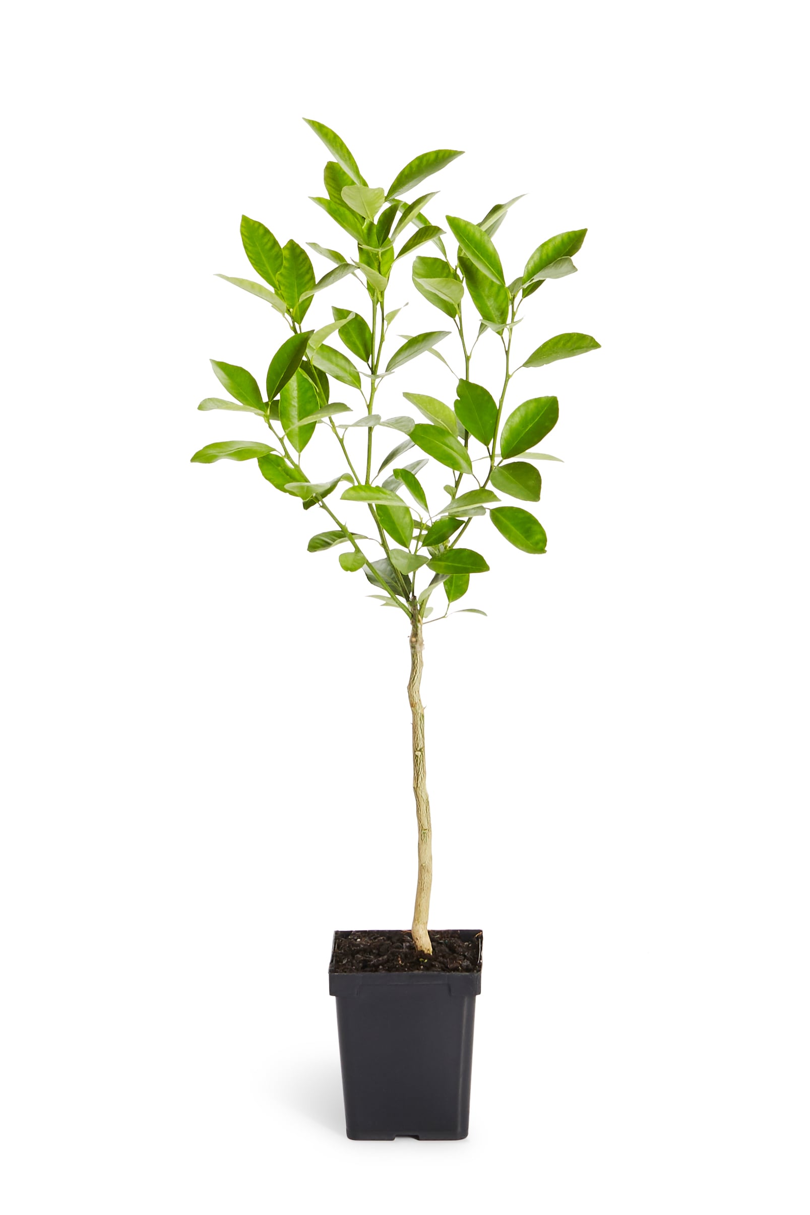 Brighter Blooms ORG-VOG-12_1QT 1-Quart White Fruit Valencia Orange Tree In Pot (With Soil)