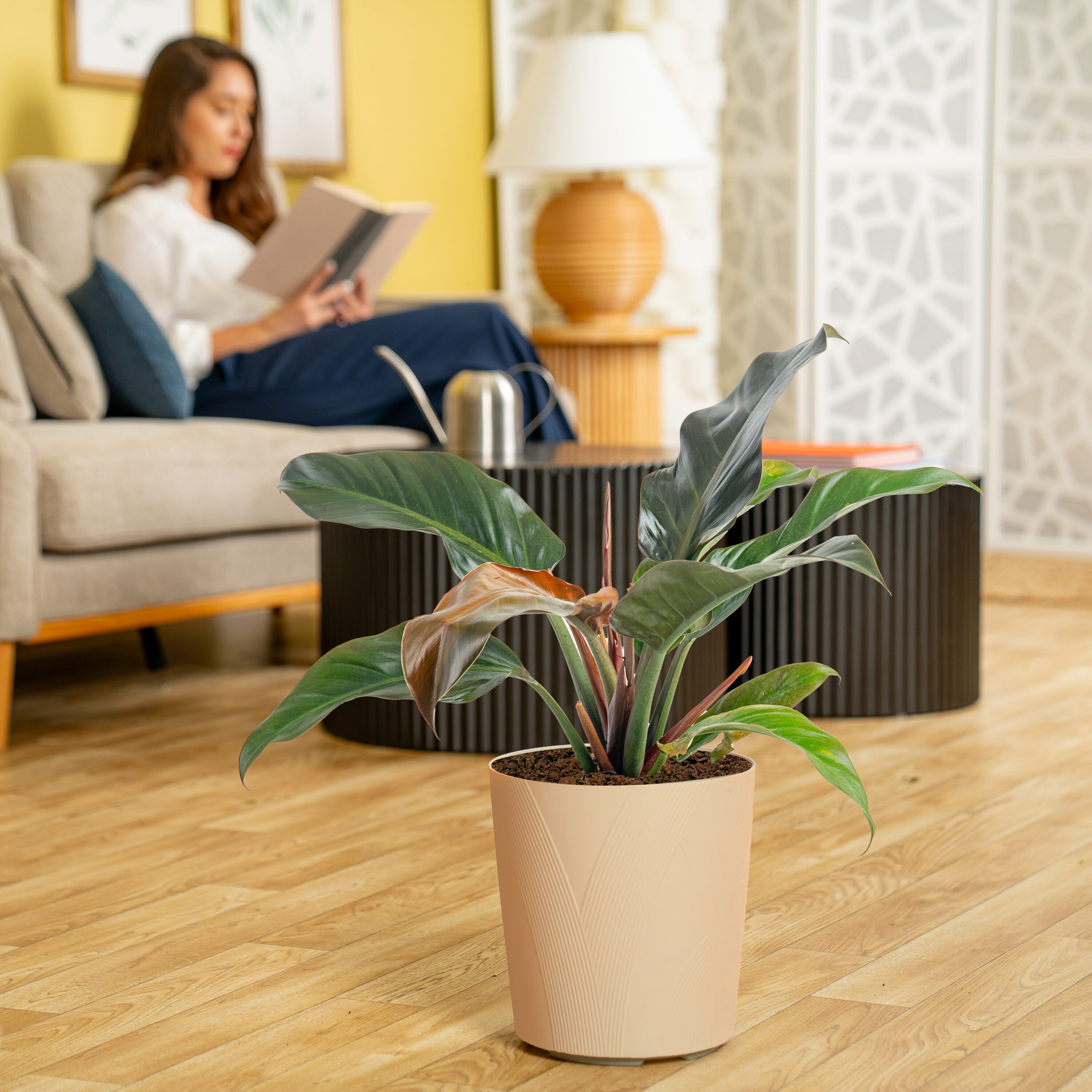 Lowe's 6011334 hseplants - View #5