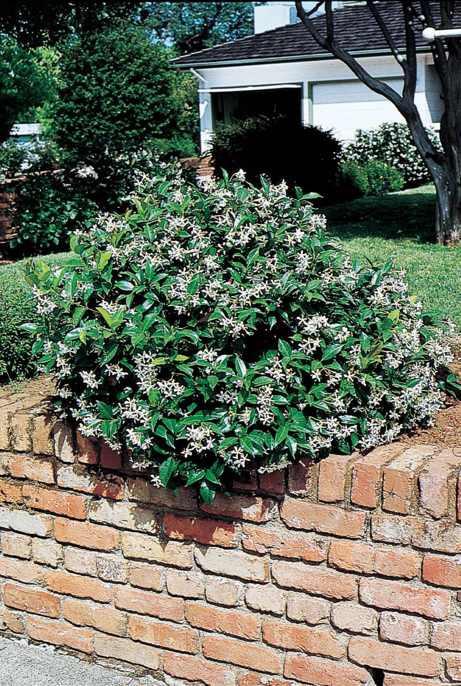 Lowe's NURSERY shrubs - View #2