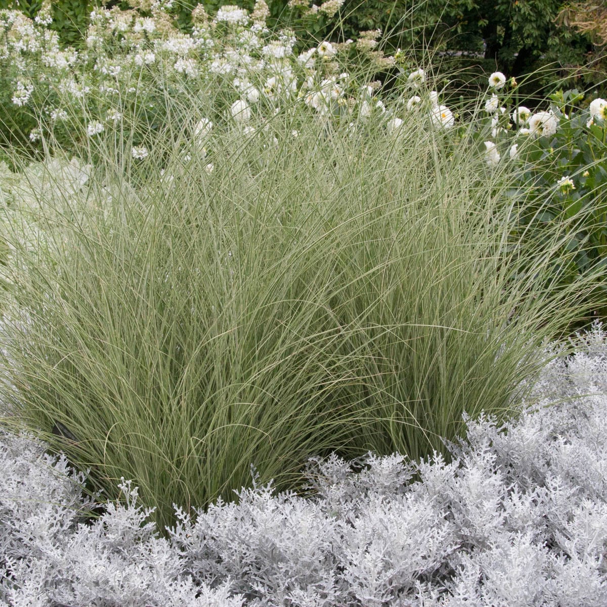 Spring Hill Nurseries 94322 Ornamental-Grasses - View #3