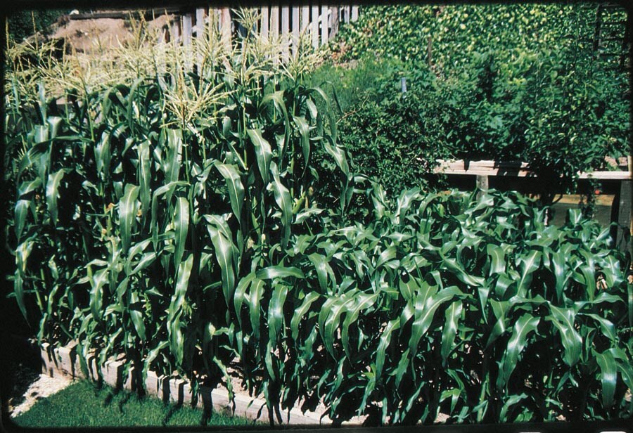 Ferry-Morse NURSERY Snow White Corn Plant in