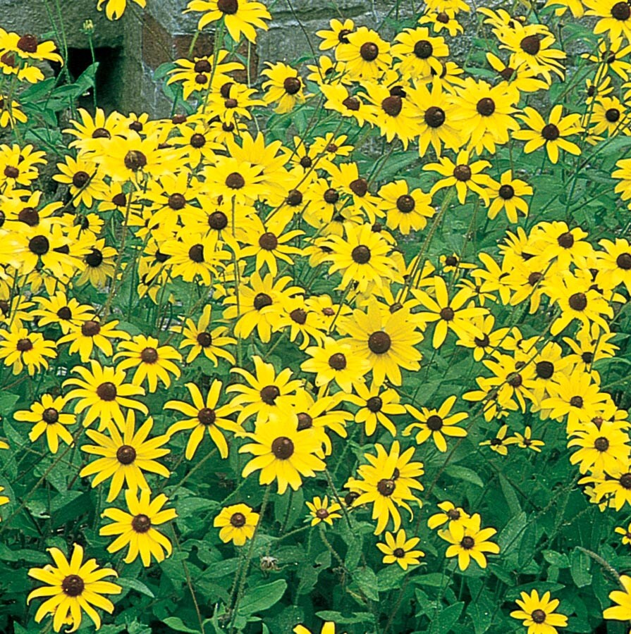 Lowe's 2.88RUDBHARBAS Yellow Black Eyed Susan Plant in 2.88 -Gallon Planter 1.0 -Pack