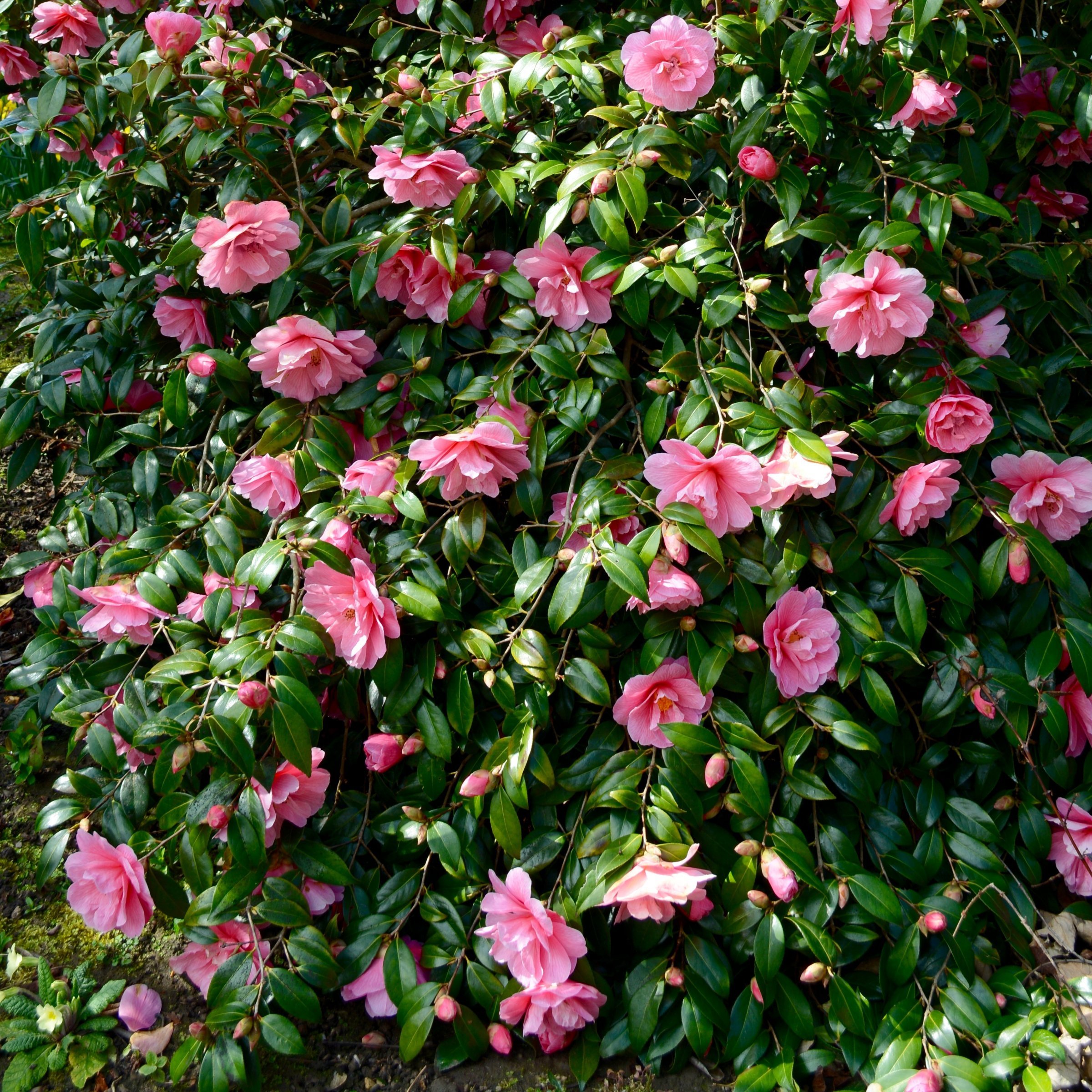 National Plant Network LW2674 shrubs - View #8