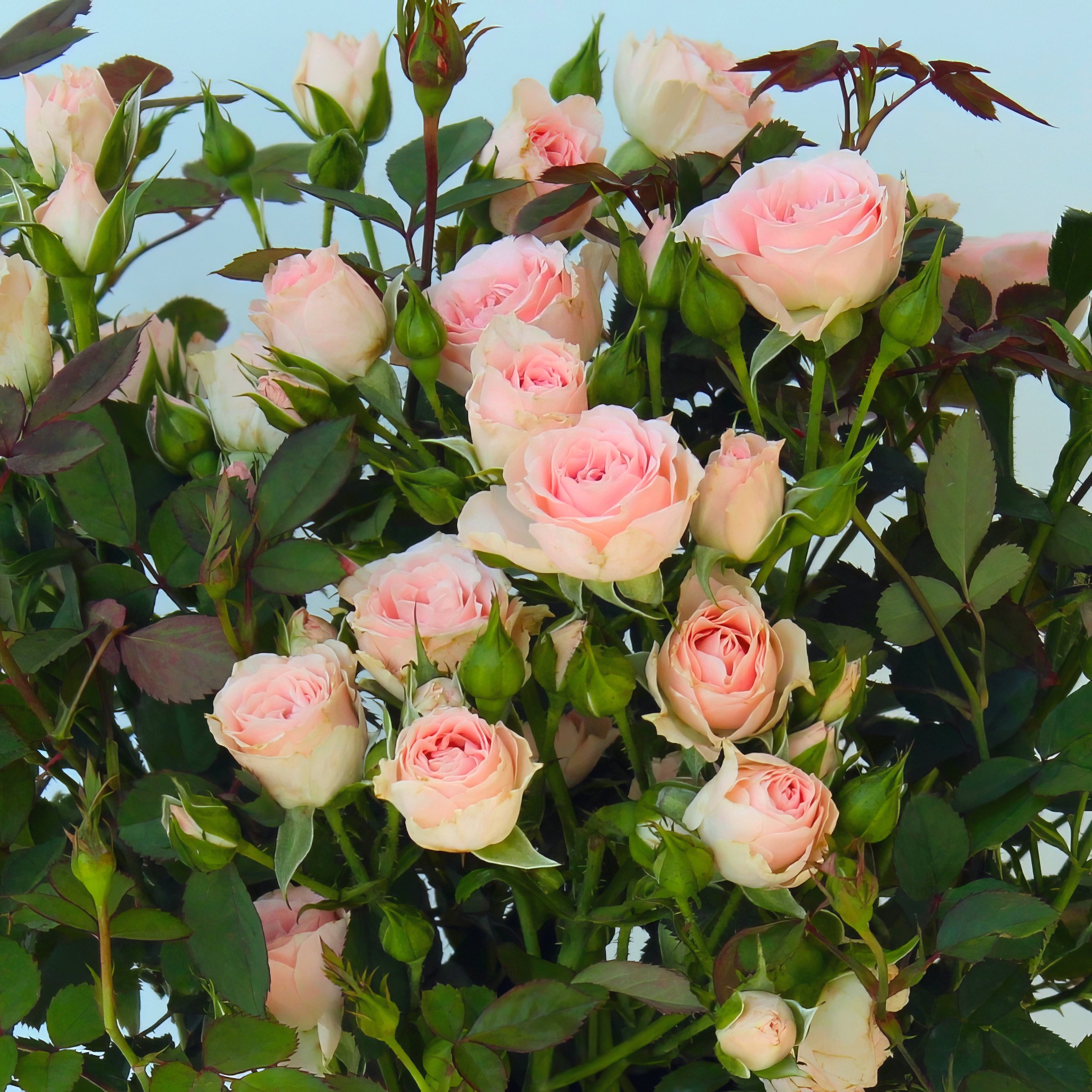 National Plant Network LW1799 roses - View #4