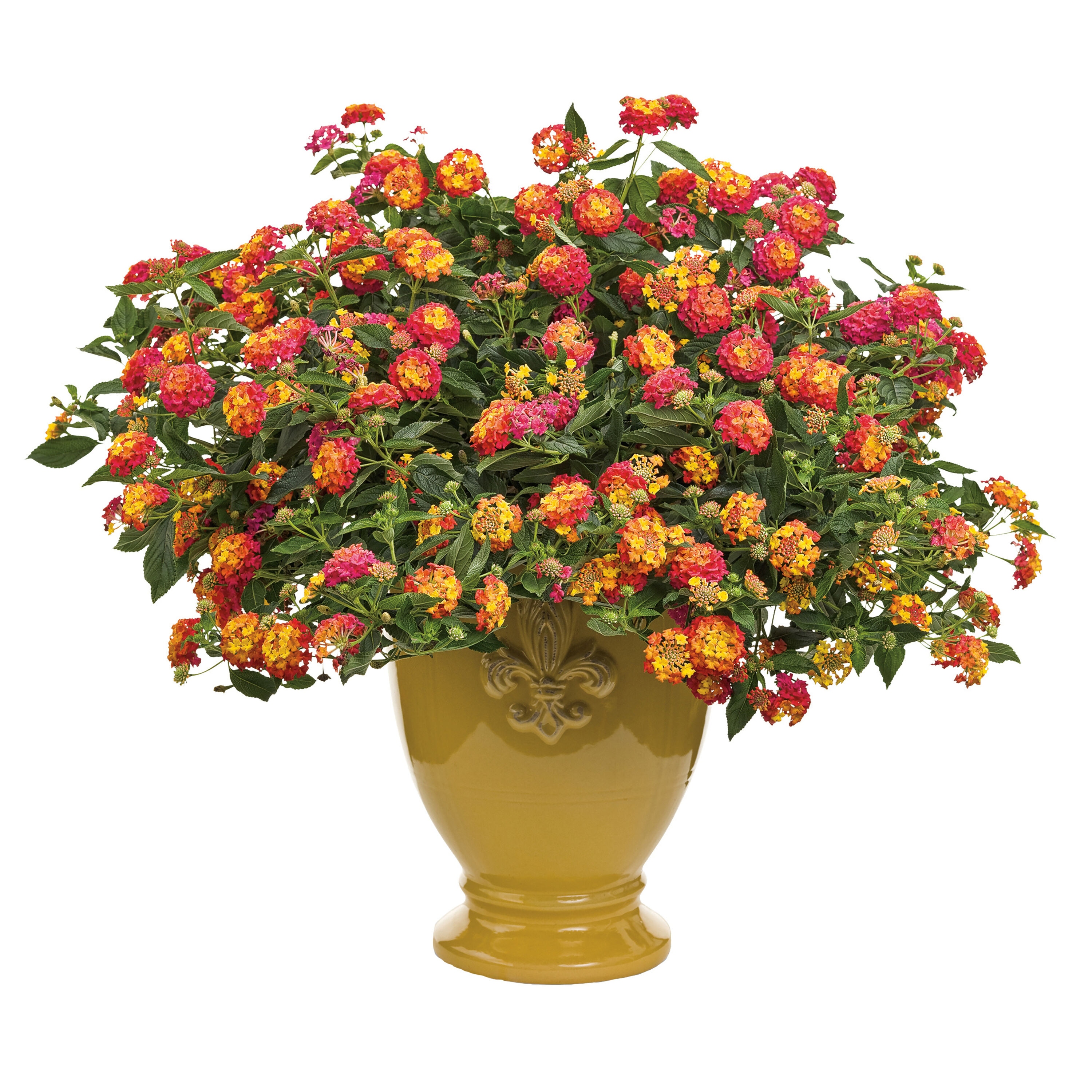 Proven Winners LANPRW2047504 annuals - View #3