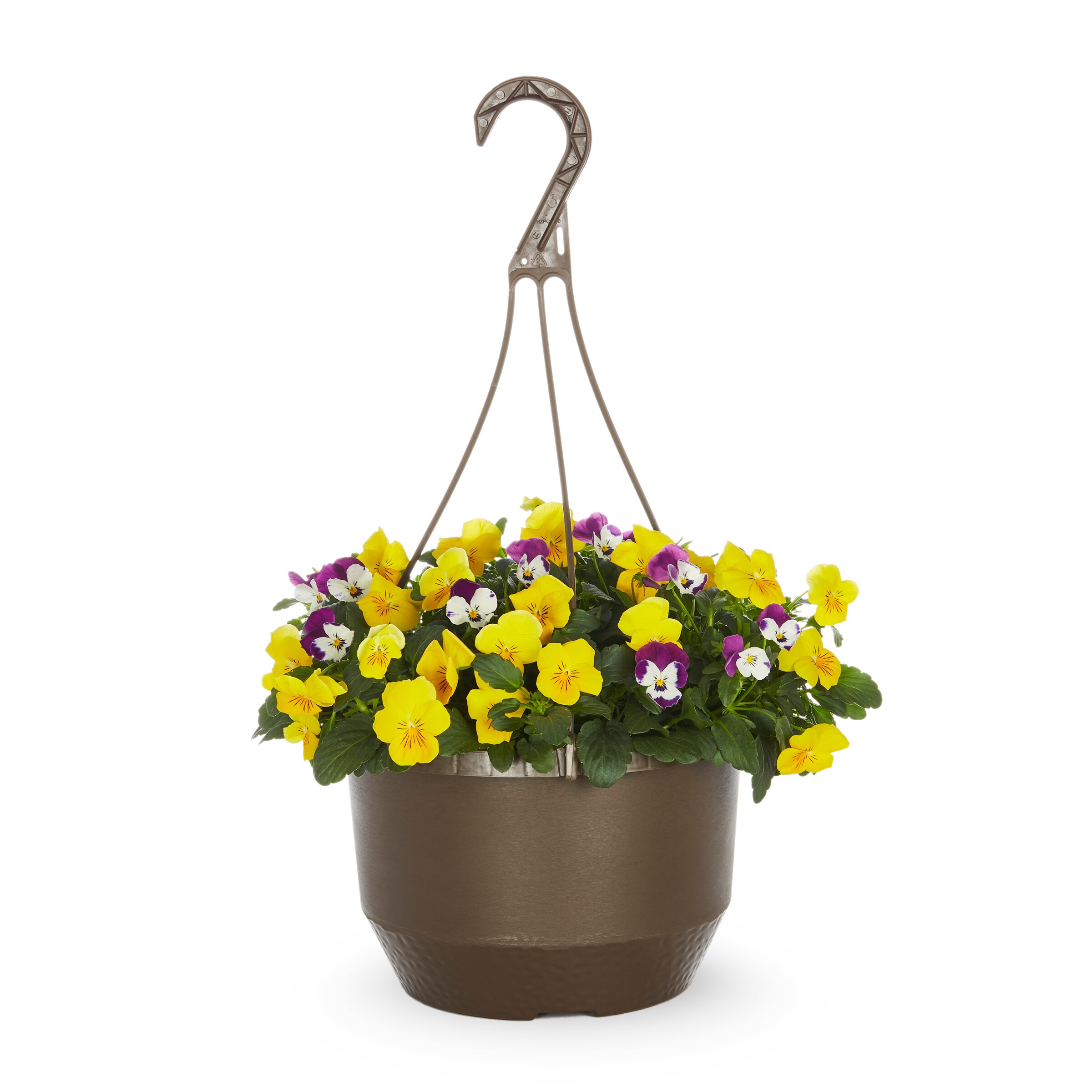 Lowe's Multicolor Pansy in 2.5-Quart Pot in the Annuals department