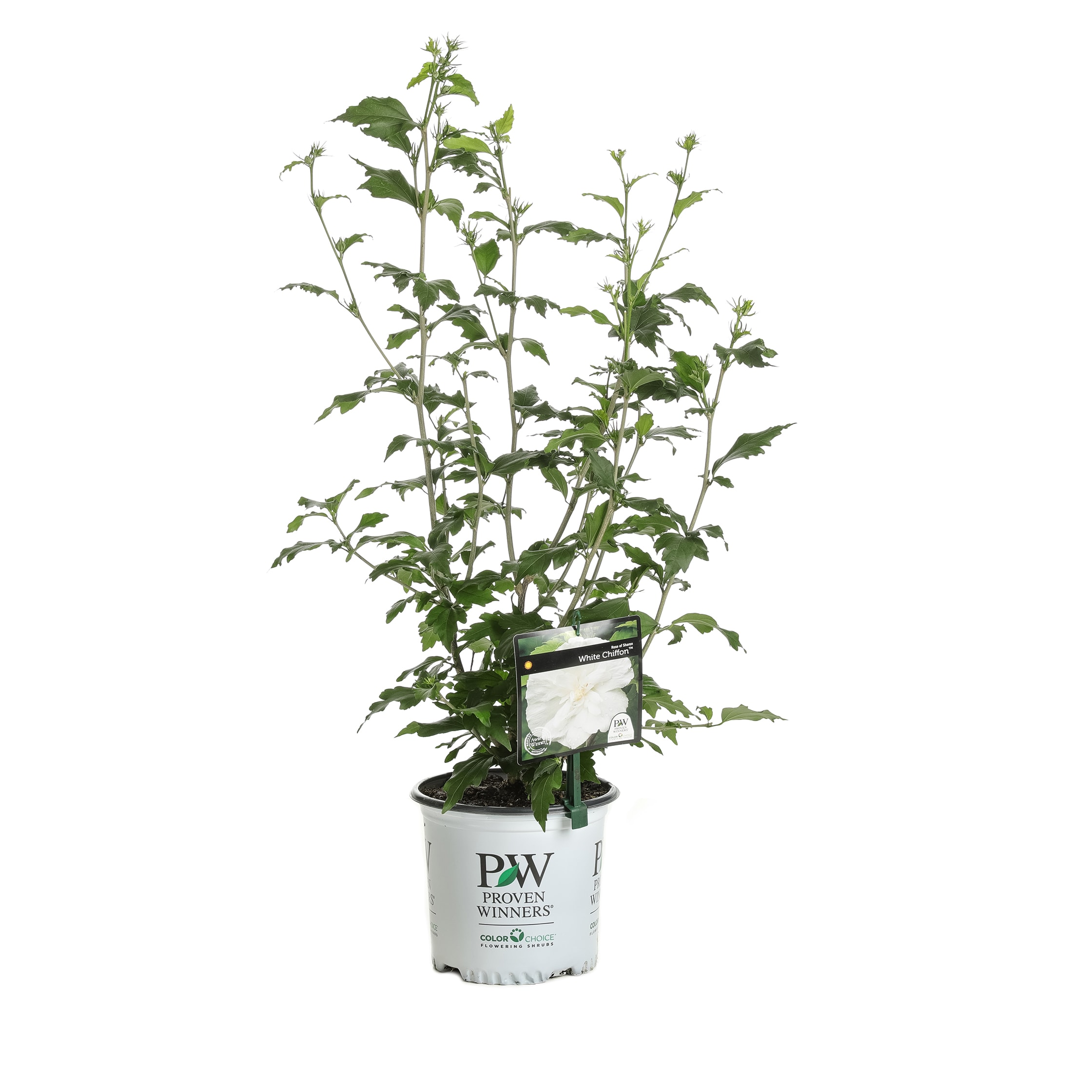 Proven Winners HIBPRC2016101 shrubs - View #2