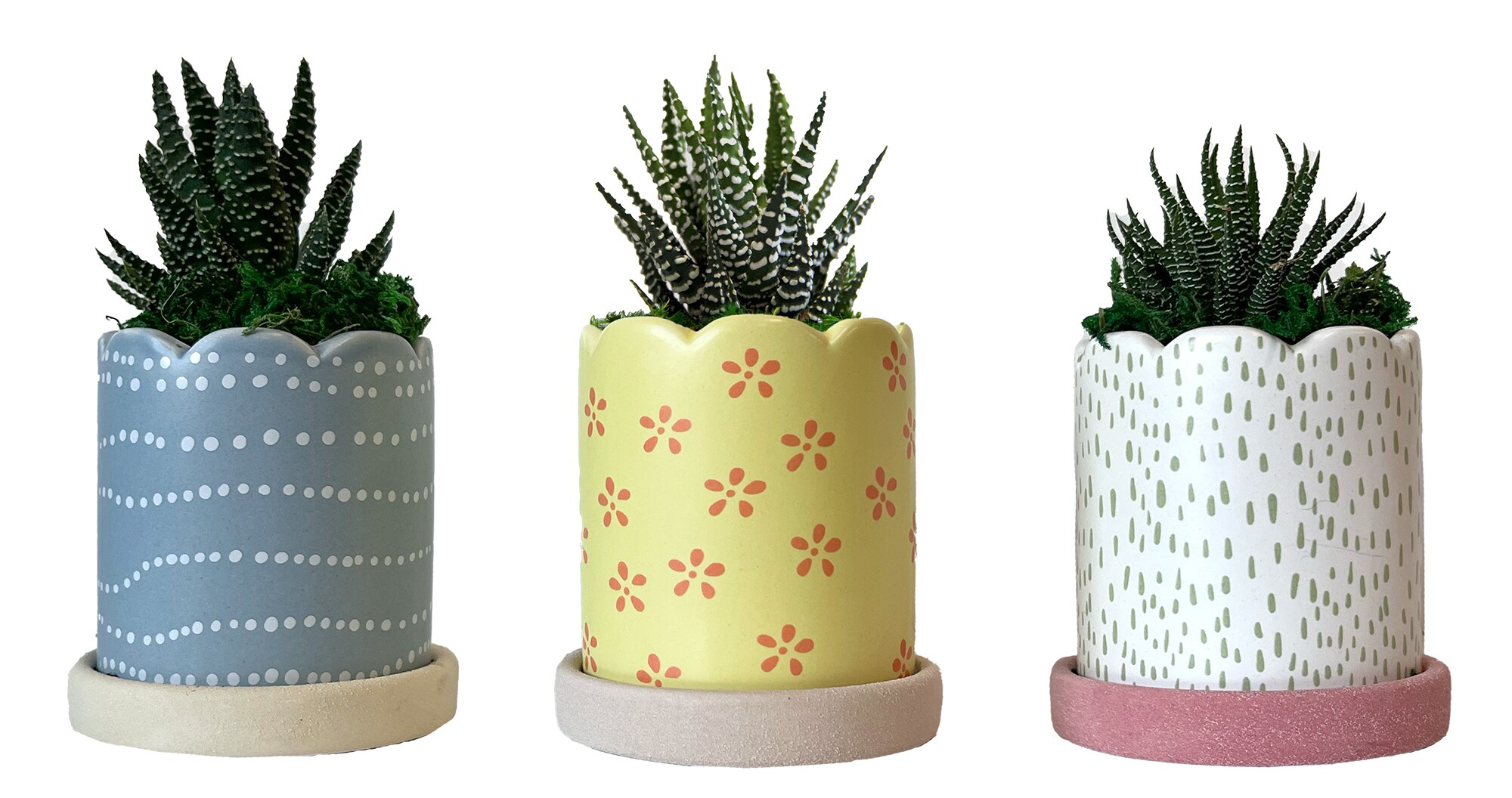 LiveTrends ASB06550 Spring Soiree House plant in 2.3 Ounce(s) Pot 1.0 -Pack