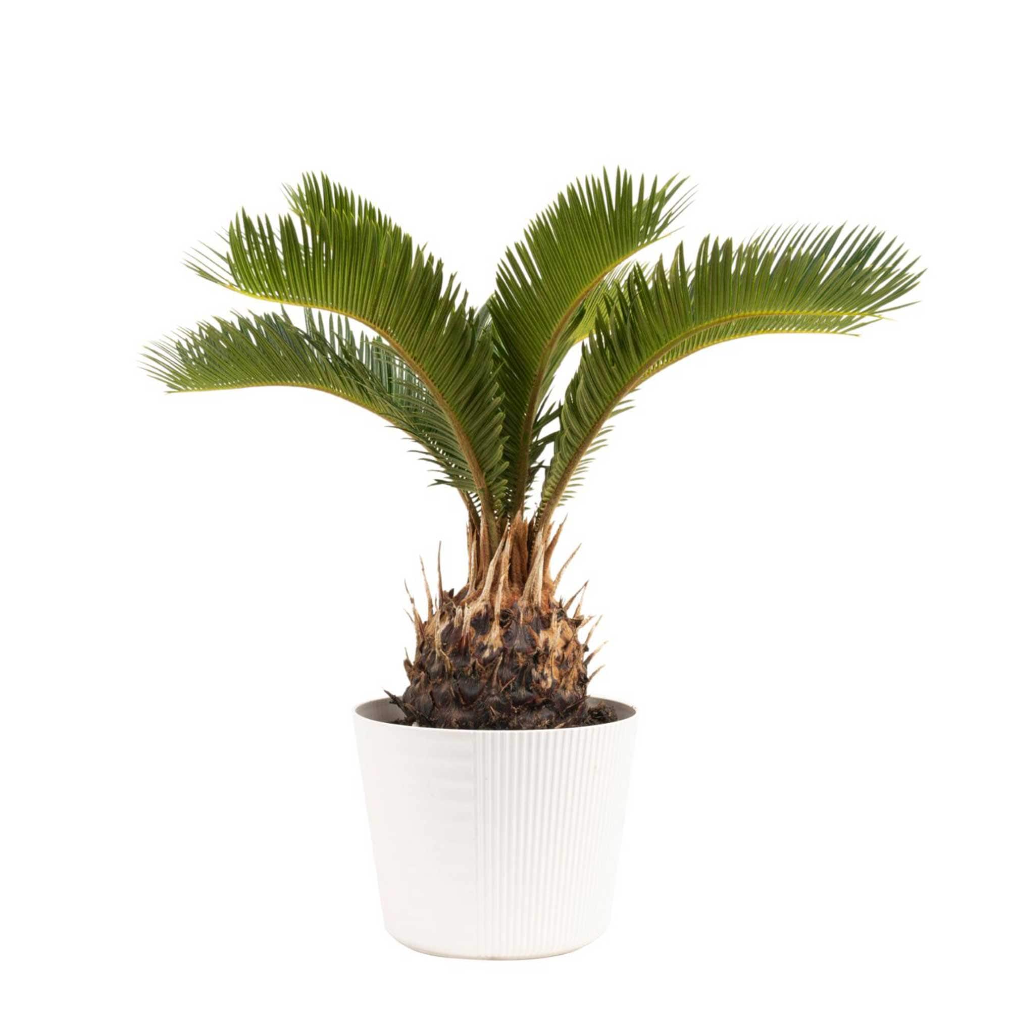 Costa Farms M-SAG-S-BEI-01-LW Sago Palm Tree, House plant in 6 Inch(es) Pot 1.0 -Pack