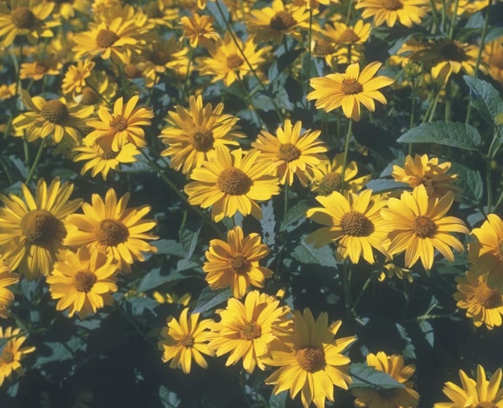Lowe's 2.5QTHELIOP Yellow Summer Sun Sundrops Plant in 2.50 -Quart Pot 1.0 -Pack