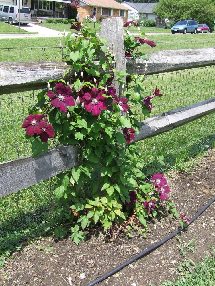 Spring Hill Nurseries 65572 perennials - View #4