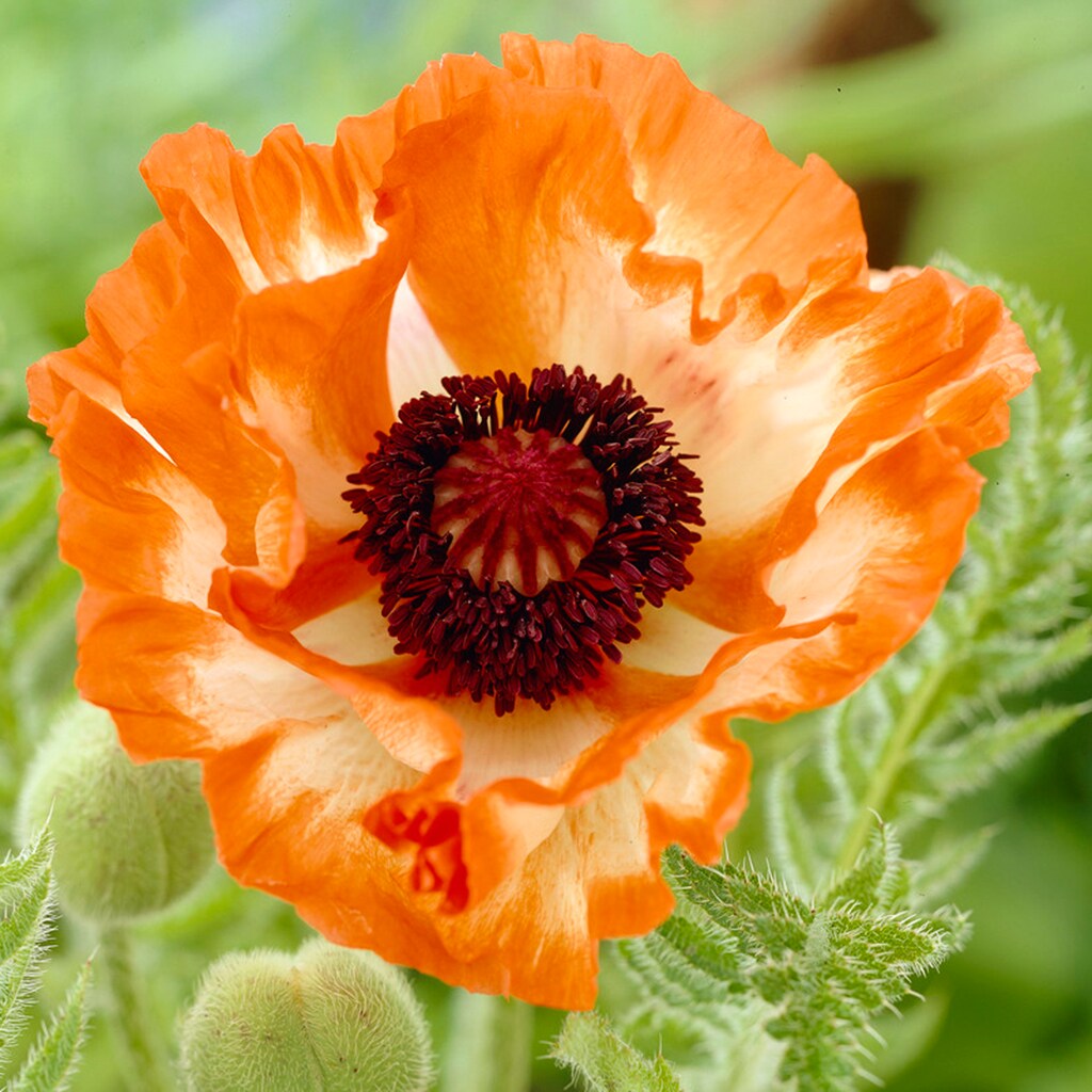 Orange Glow Poppy – The Lily Pad Bulb Farm