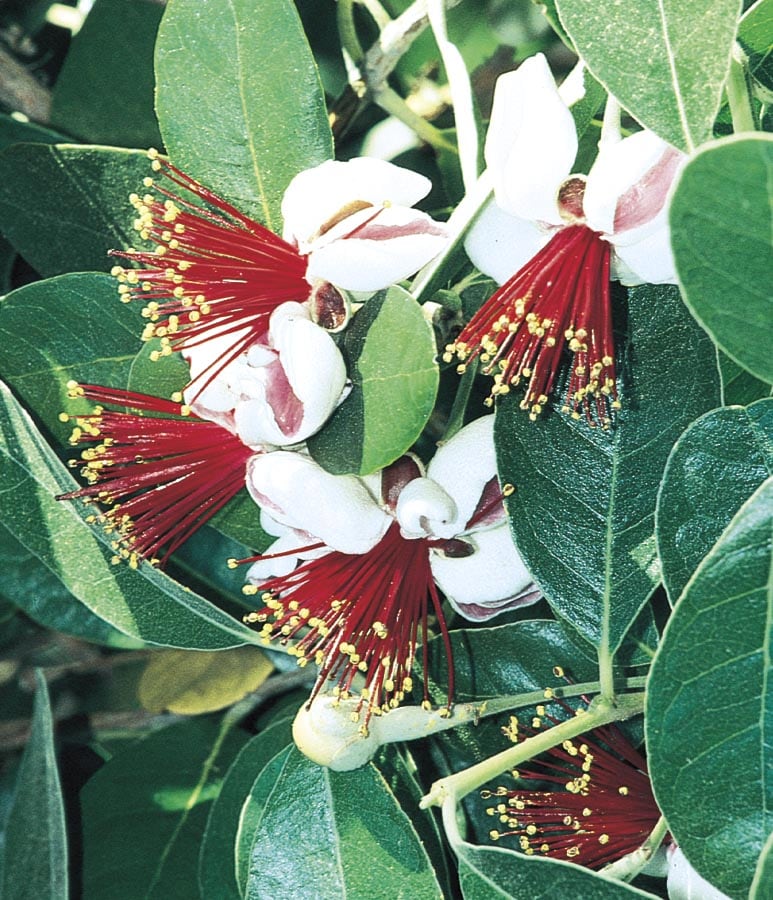  NURSERY Pineapple Guava